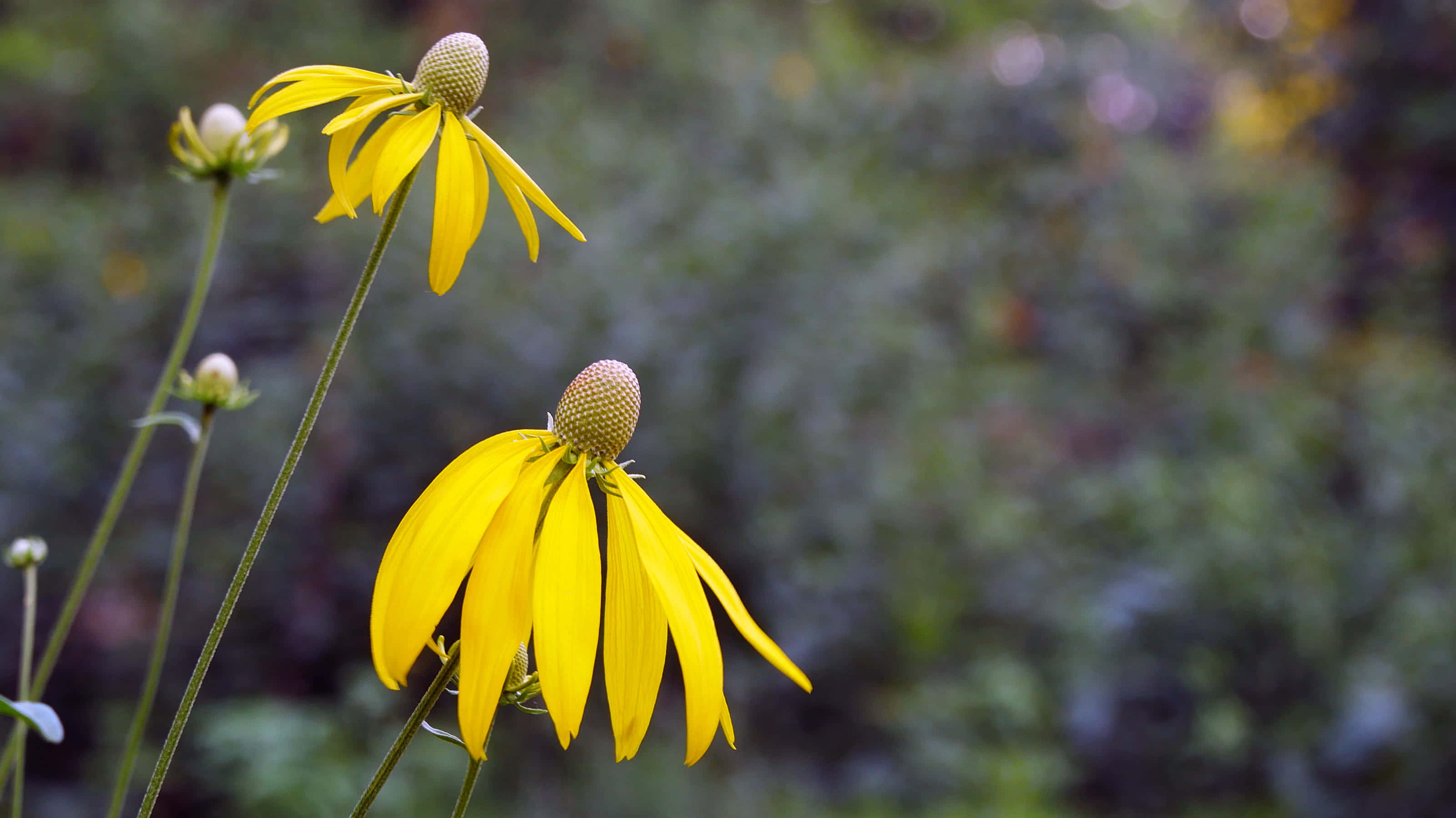 Yellow Coneflower 桌布 壁紙 — 鮮黃色的金光菊，花瓣下垂，花心帶有紋理，在柔和的模糊綠色背景下高高聳立。