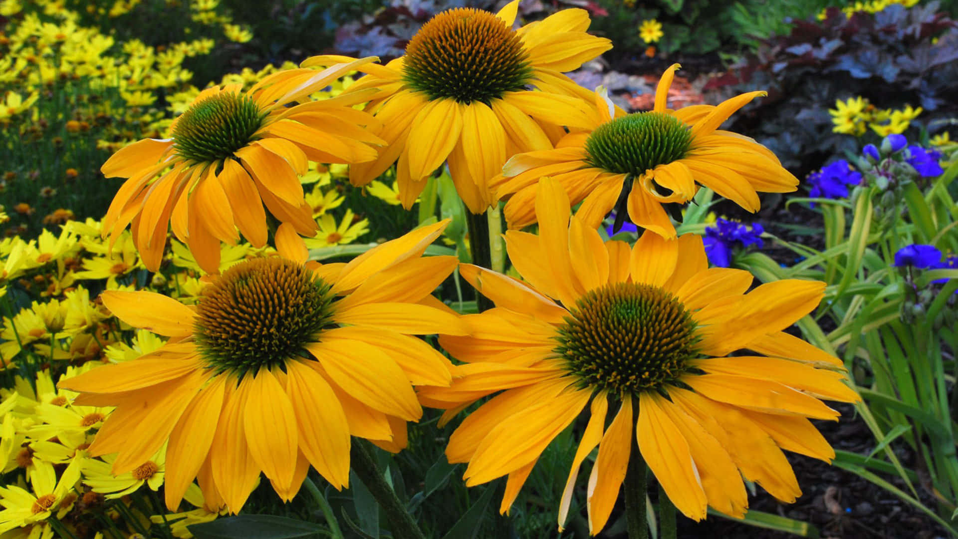Yellow Coneflower 桌布 壁紙 — 鮮黃色的金光菊在茂盛的花園花壇中盛開，周圍有紫色和綠色的葉子，在明亮的陽光下閃耀。