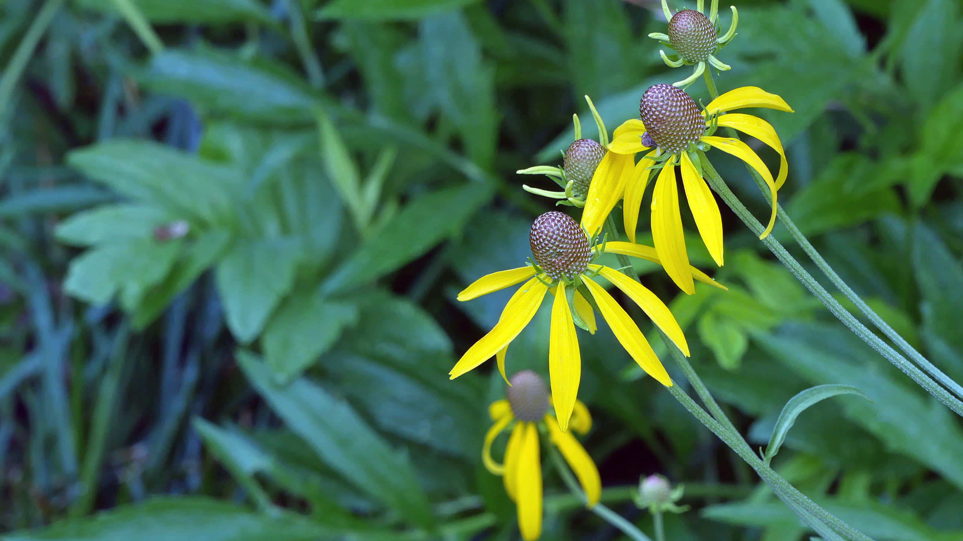 Yellow Coneflower 桌布 壁紙 — 鮮黃色的錐花，花瓣下垂，中心有紋理的棕色，在茂盛的綠葉中盛開。