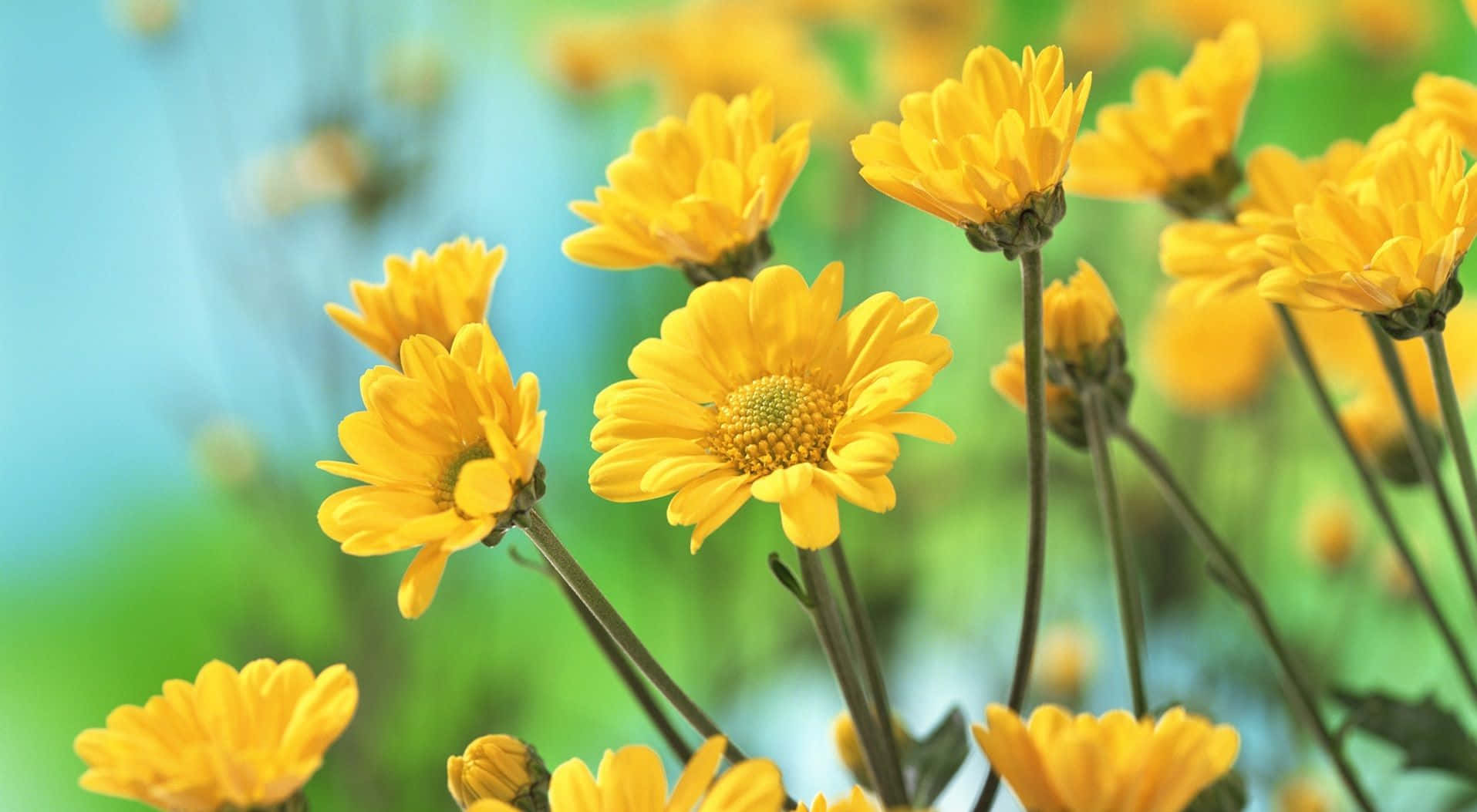 Cute Yellow Desktop 桌布 壁紙 — 鮮黃色的雛菊在夢幻的藍綠色背景下以柔焦綻放。