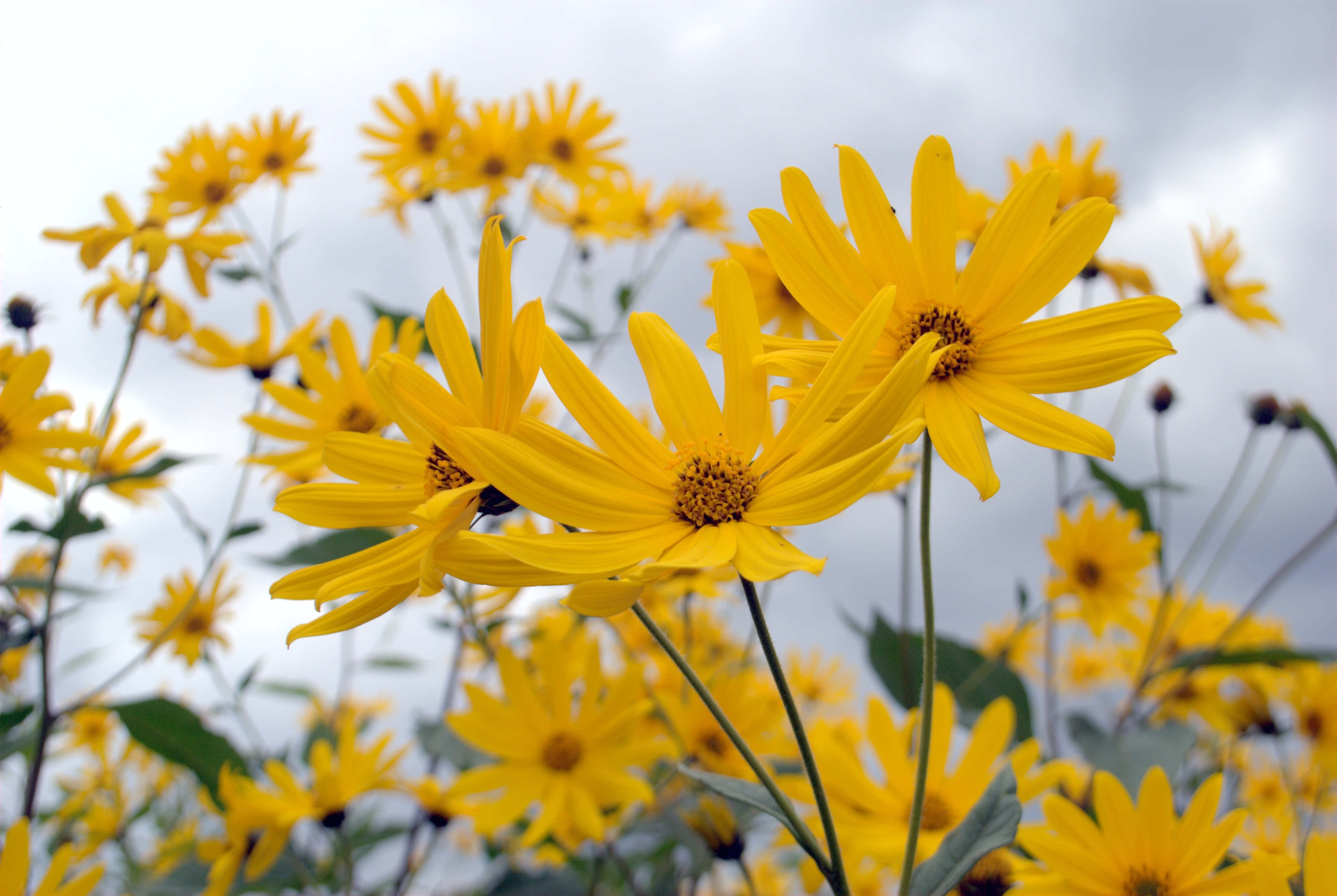 Yellow Daisy 桌布 壁紙 — 鮮黃色的雛菊在陽光明媚的田野中，以柔焦效果在陰天背景下盛開。
