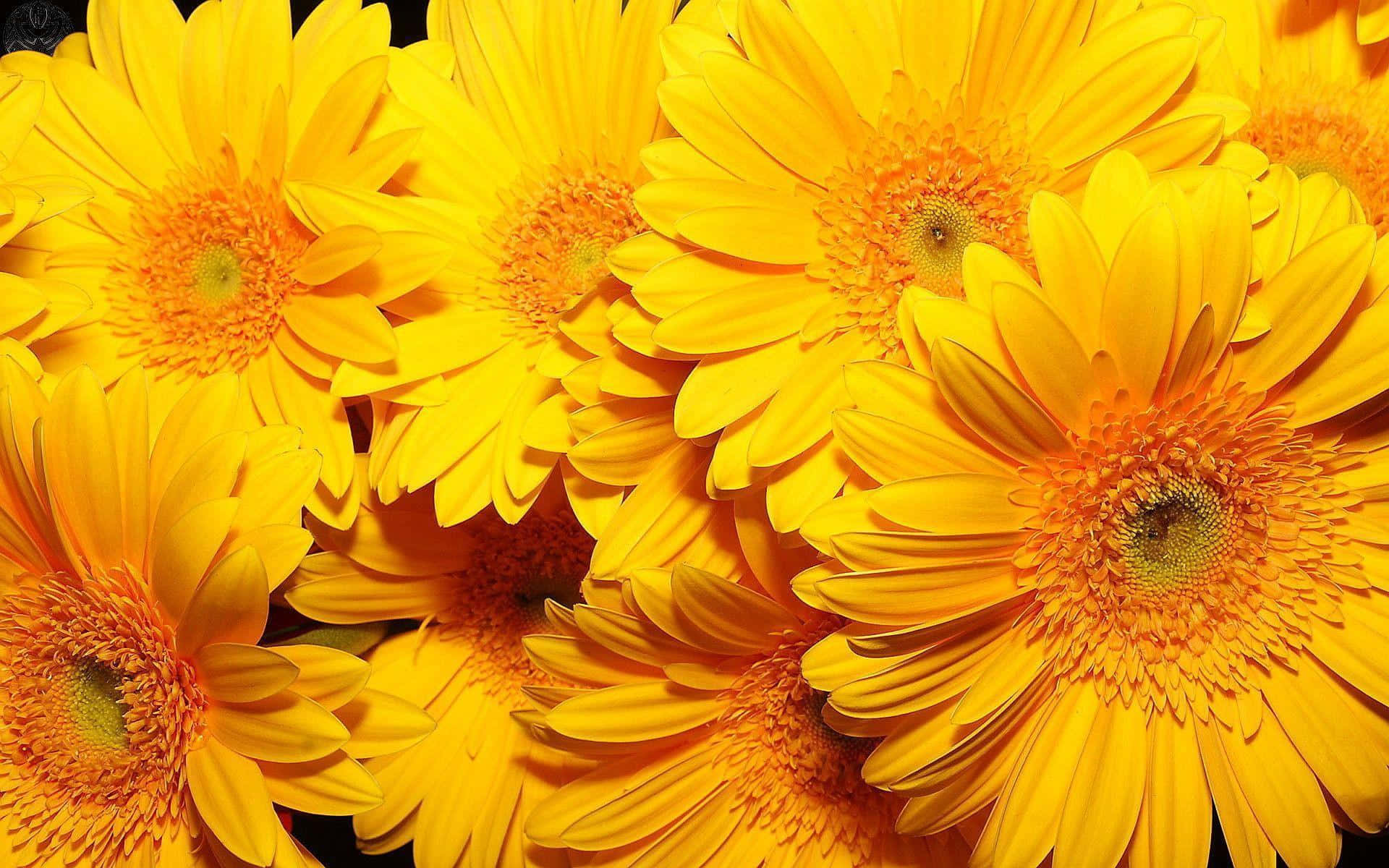 Yellow Flower 桌布 壁紙 — 鮮黃色的非洲菊雛菊，橙色花心，在深色背景上密集盛開。