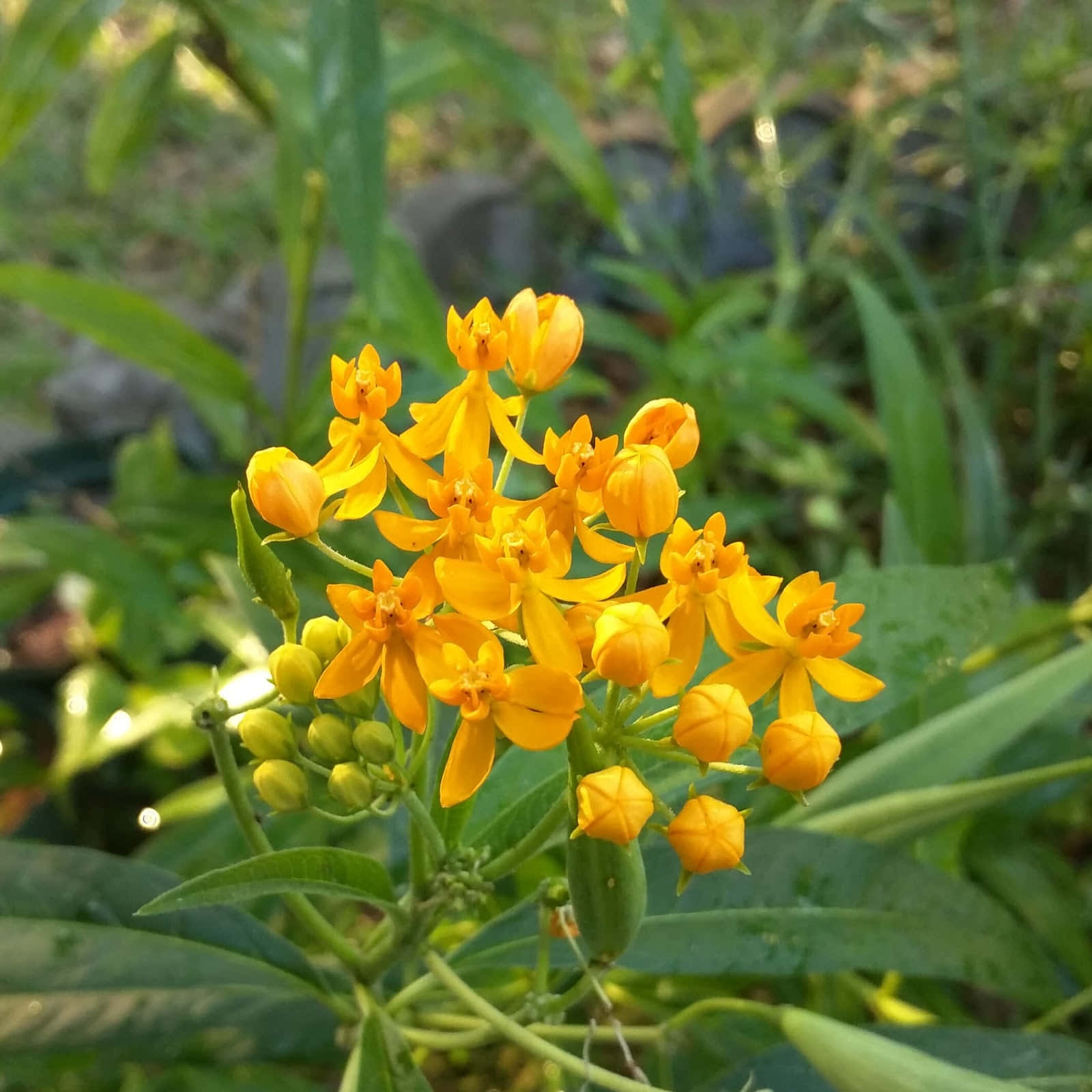 Milkweed 桌布 壁紙 — 鮮黃色的馬利筋花朵在茂密的綠色花園中盛開，柔和陽光穿過葉片灑落。