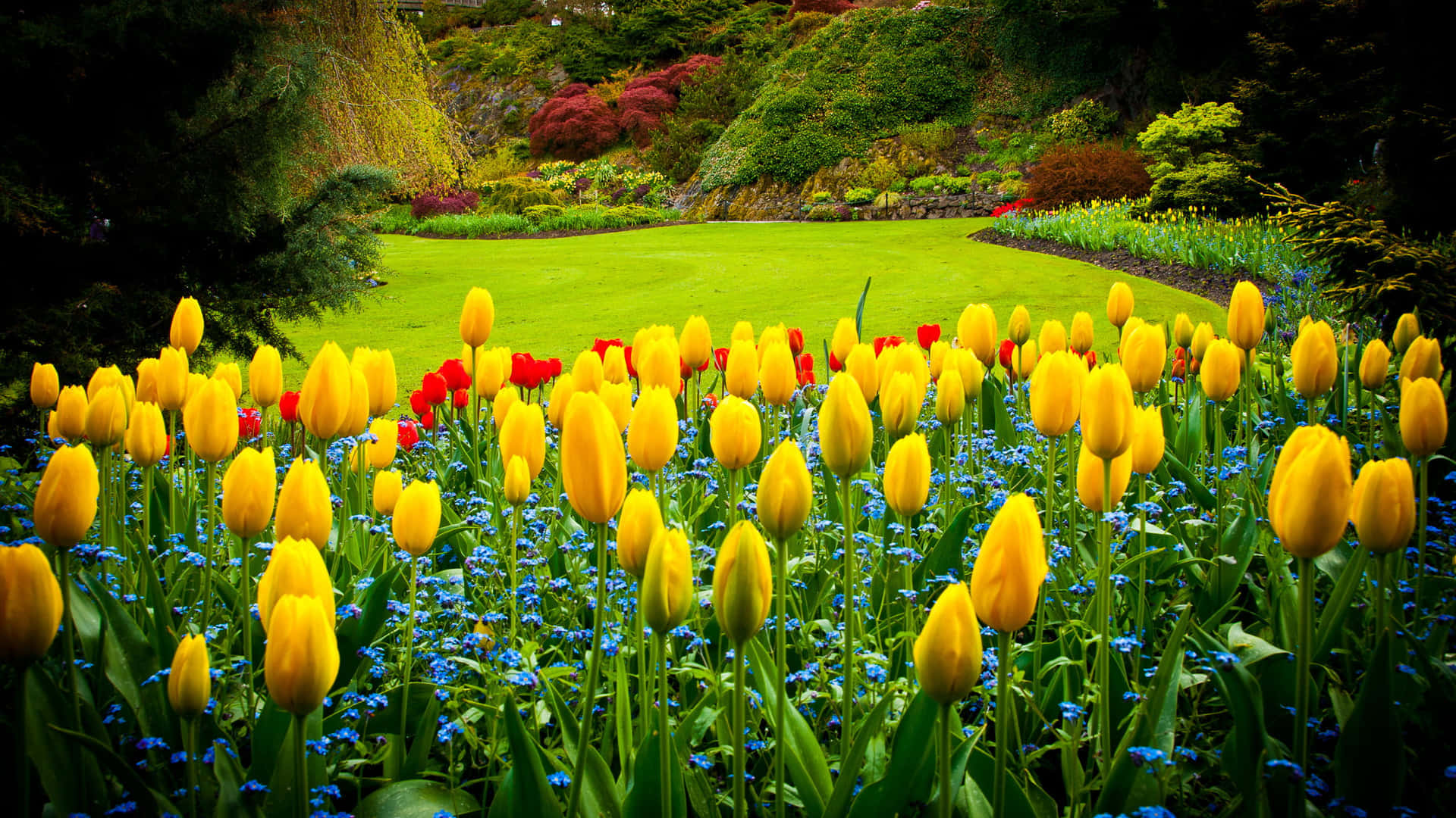 Yellow Tulips 桌布 壁紙 — 鮮黃色的鬱金香和藍色的勿忘我在茂盛的花園中盛開，背景是修剪整齊的綠色草坪和色彩繽紛的灌木叢。