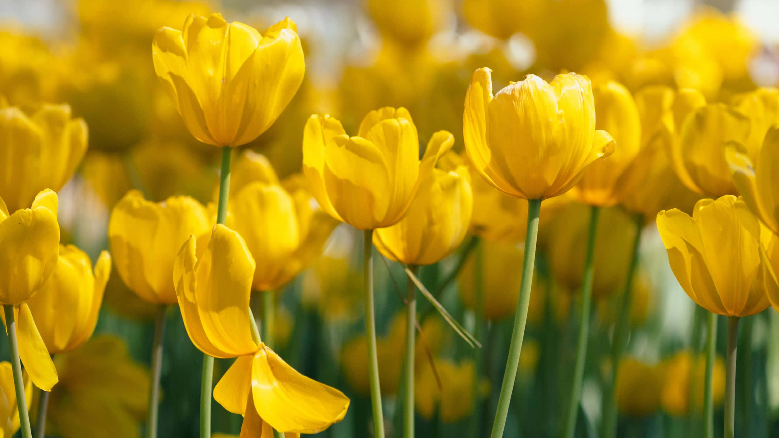 Tulips 桌布 壁紙 — 鮮黃色的鬱金香在陽光明媚的田野中盛開，帶有柔軟的綠色莖幹和模糊的背景。