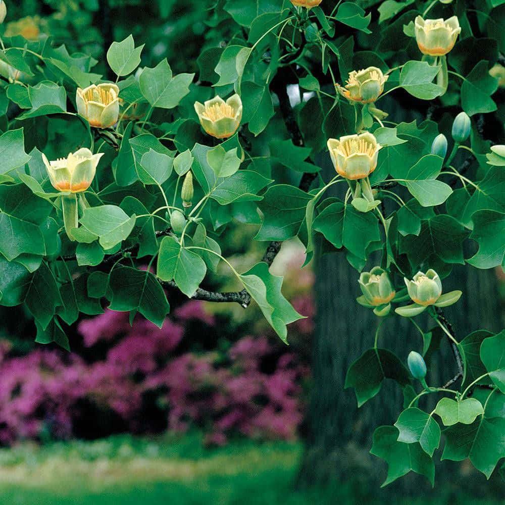 Tulip Tree 桌布 壁紙 — 鮮黃色的鬱金香樹花朵在茂盛的綠葉中盛開，背景有柔和的紫色花朵模糊了。