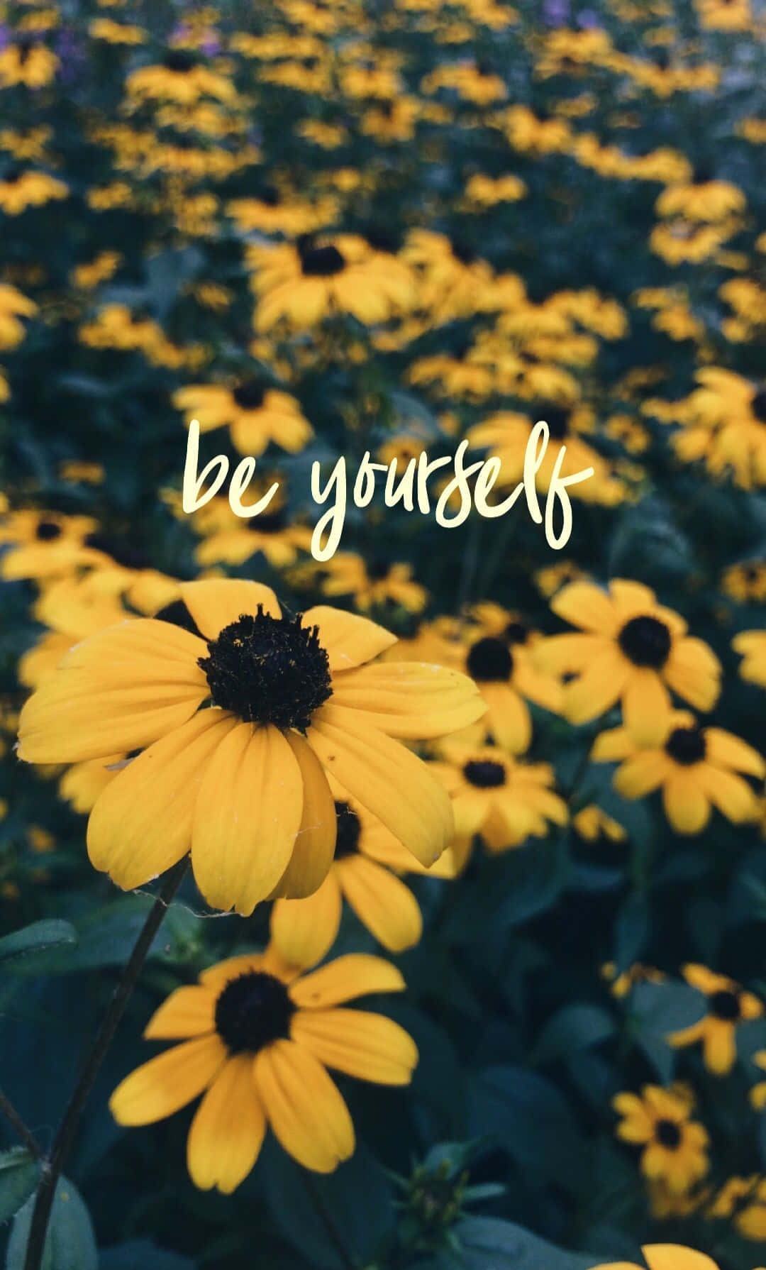 Sunflower Quotes 桌布 壁紙 — 鮮黃色的黑眼蘇珊在茂密的田野中盛開，背景柔和，並帶有勵志草書文字。