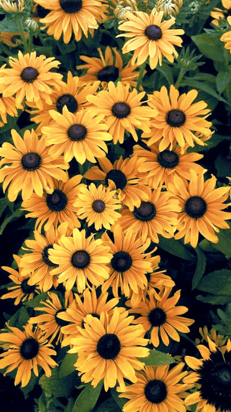 Yellow Sunflower Aesthetic 桌布 壁紙 — 鮮黃色的黑眼蘇珊在陽光普照的花壇中，在茂密的綠葉間密集盛開。