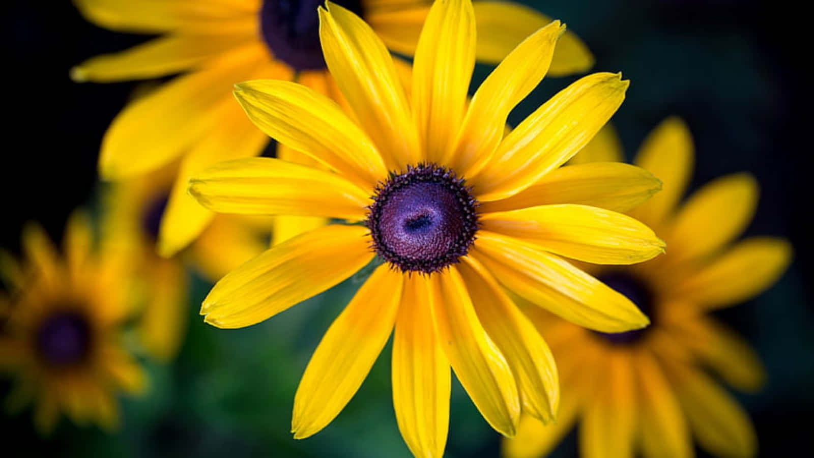 Black Eyed Susan 桌布 壁紙 — 鮮黃色的黑眼蘇珊花，帶有深紫色花心，在深色模糊背景中綻放。