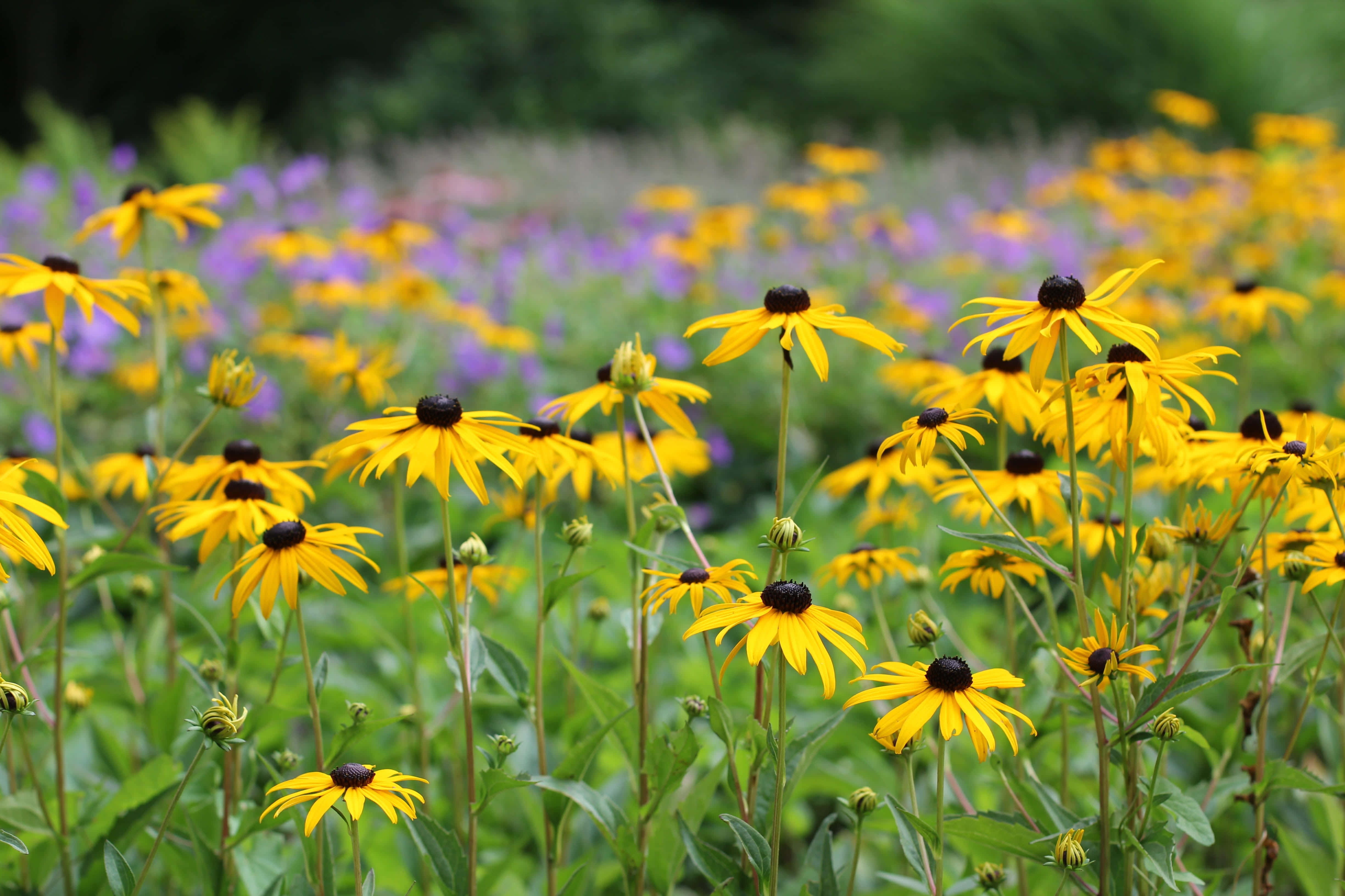 Yellow Coneflower 桌布 壁紙 — 鮮黃色的黑眼蘇珊花在茂盛的綠色田野中盛開，背景有紫色花朵呈現柔和焦點。