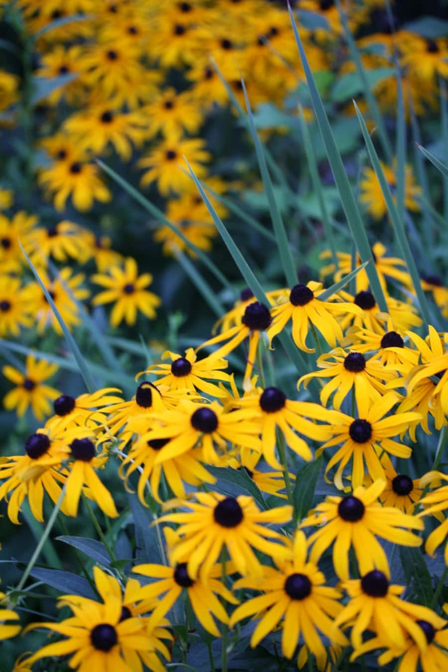 Black Eyed Susan 桌布 壁紙 — 鮮黃色的黑眼蘇珊花在陽光普照的花園中，在高高的綠草間密集盛開。