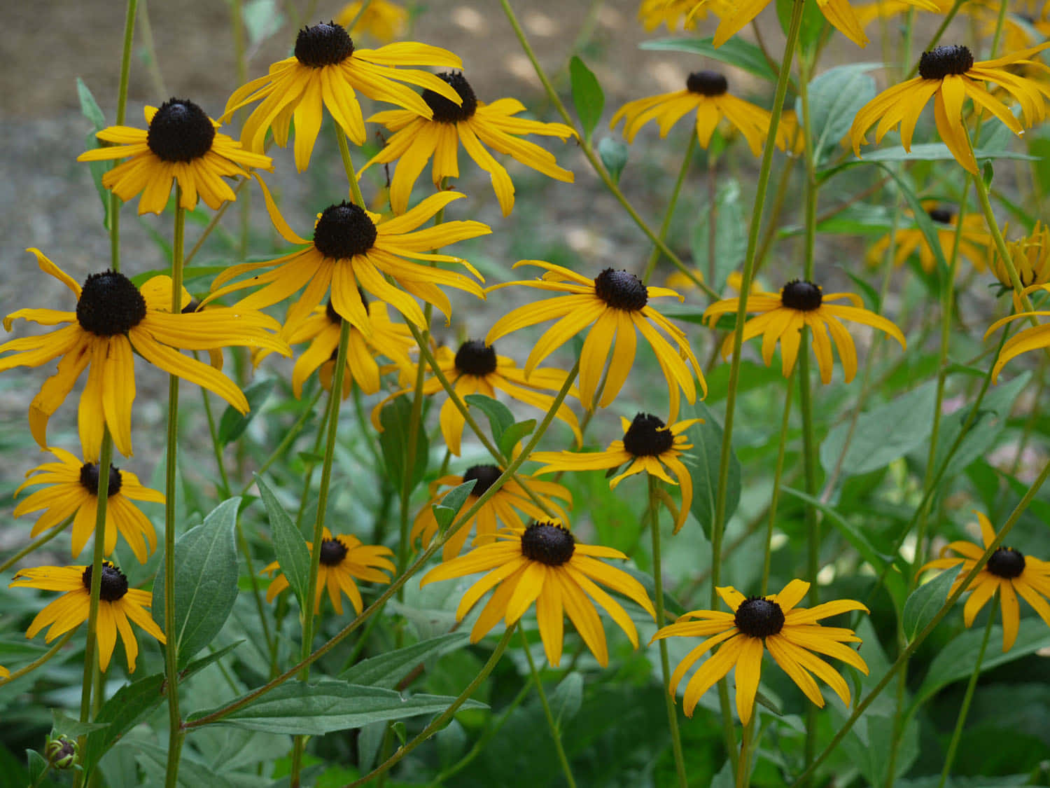 Black Eyed Susan 桌布 壁紙 — 鮮黃色的黑眼蘇珊花在陽光花園中盛開，深色花心襯托著茂密的綠葉。