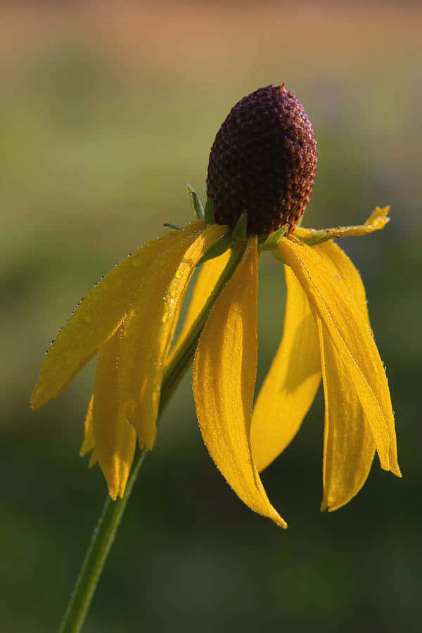 Yellow Coneflower 桌布 壁紙 — 鮮黃色金光菊的特寫，花瓣上的露珠在柔和模糊的綠色背景下閃閃發光。