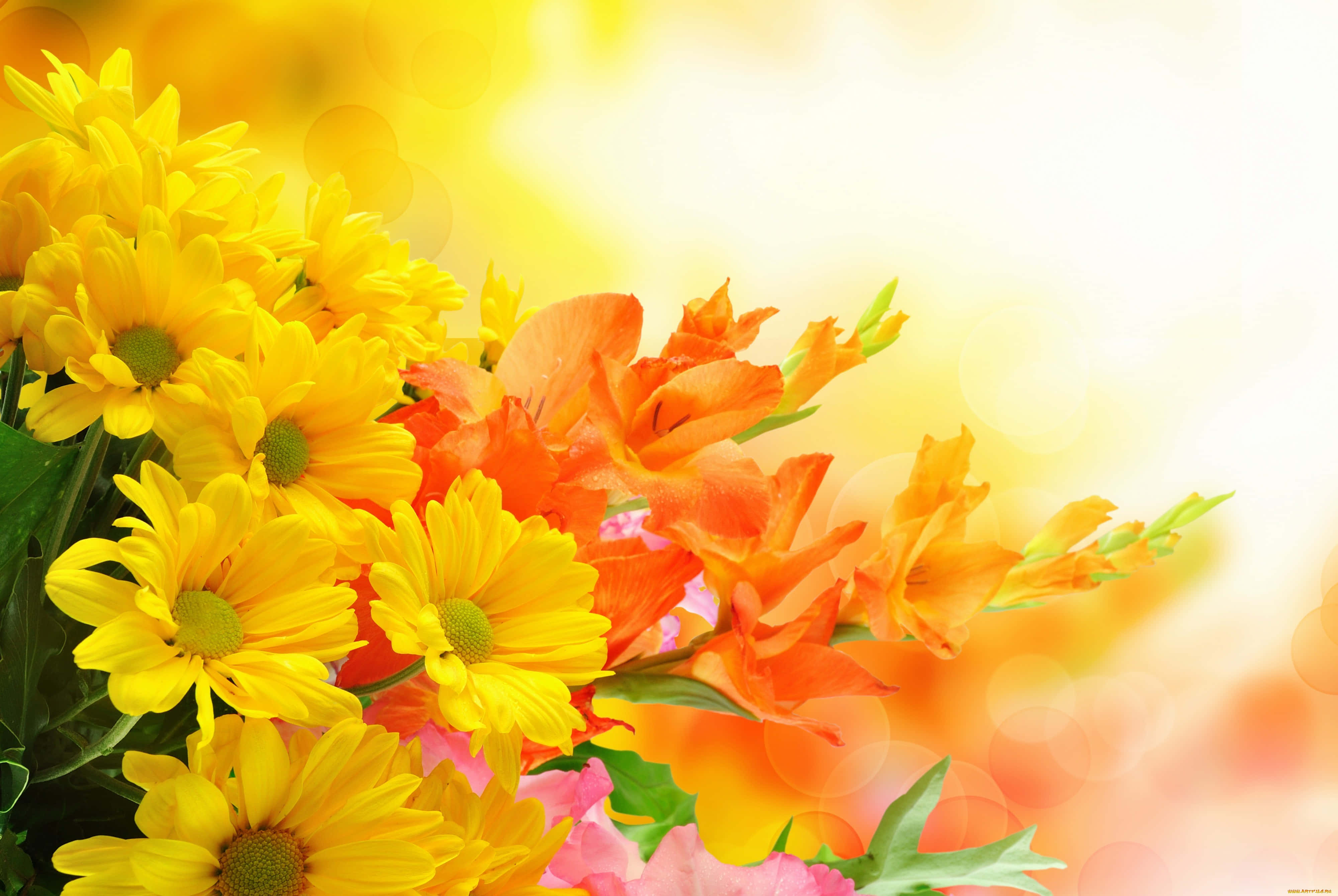 4K Flowers 桌布 壁紙 — 鮮黃色雛菊和橙色劍蘭在柔和發光的背景下盛開。