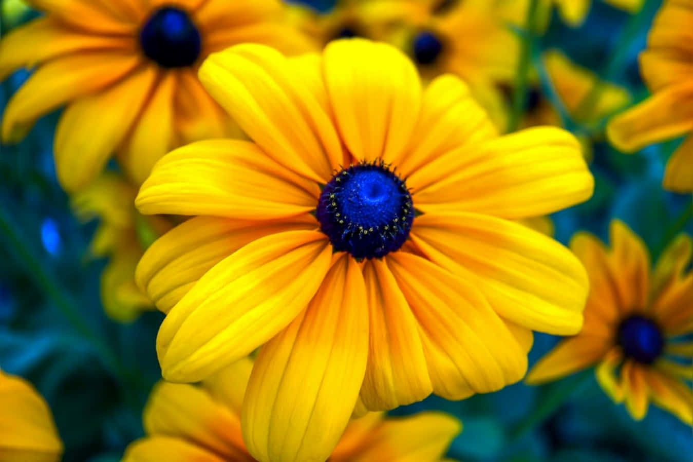 Black Eyed Susan 桌布 壁紙 — 鮮黃色雛菊帶有深藍色花心，在柔焦效果下於茂密綠葉中盛開。