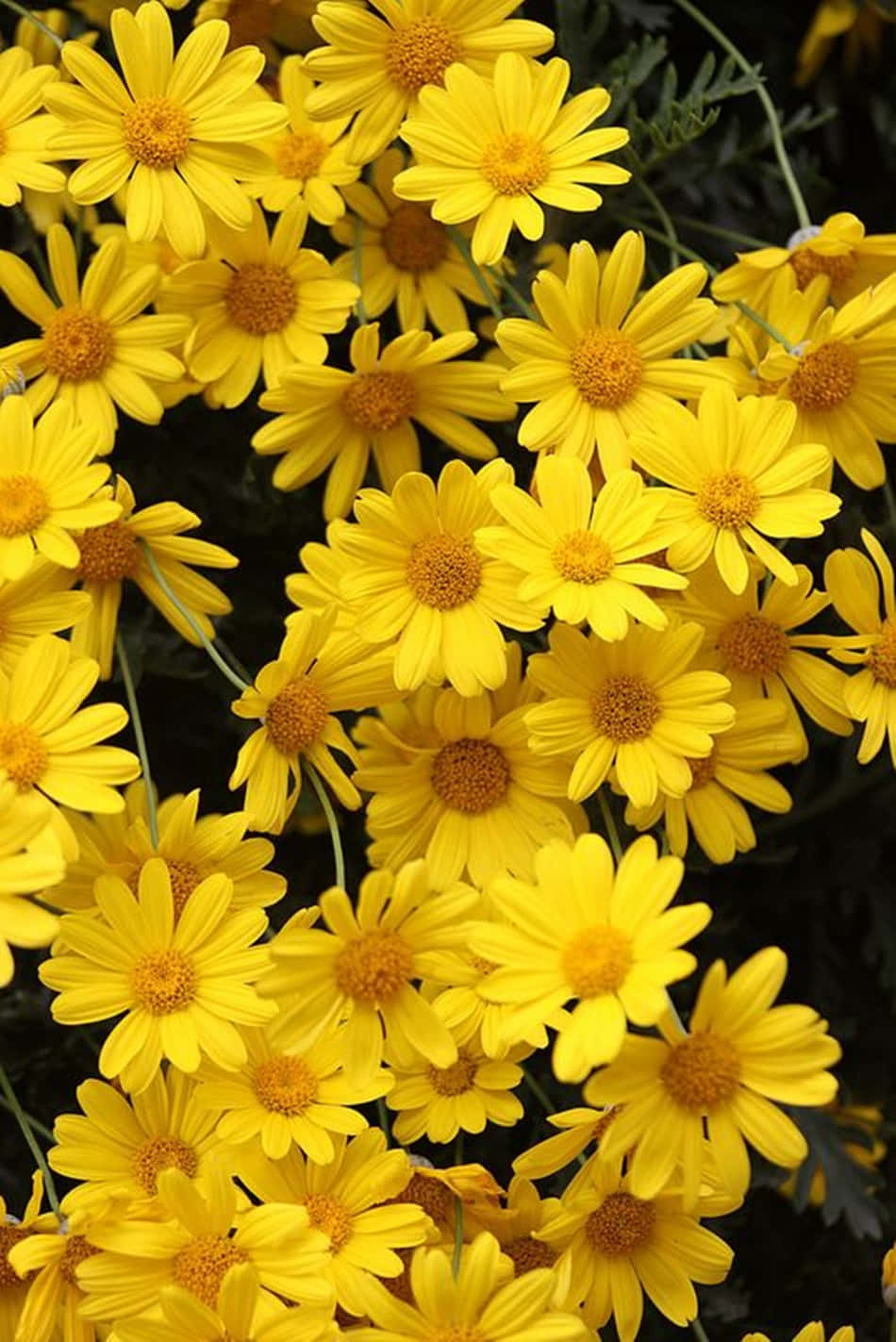 Aesthetic Yellow 桌布 壁紙 — 鮮黃色雛菊帶橙色花心，在陽光花園中密集綻放，襯托深綠色葉子。