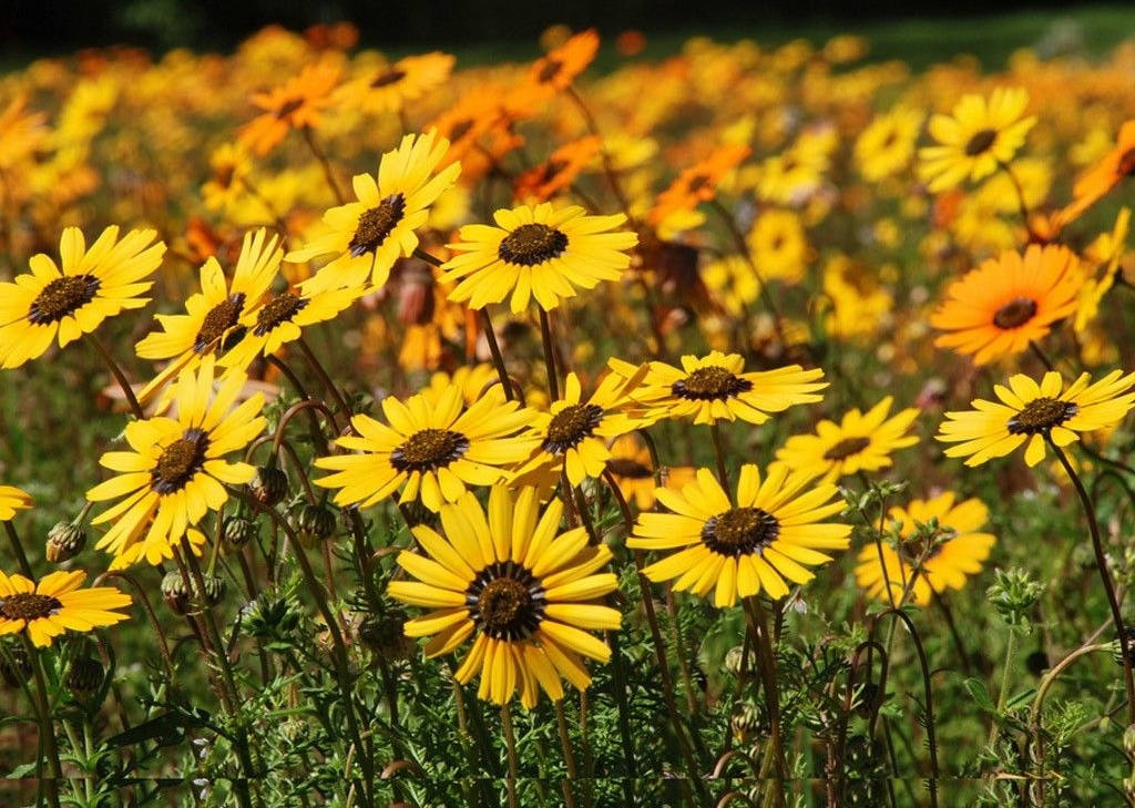 Sunflower And Roses 桌布 壁紙 — 鮮黃色雛菊帶深色花心，在陽光明媚的草地上密集綻放，襯托著柔軟的綠色葉子。