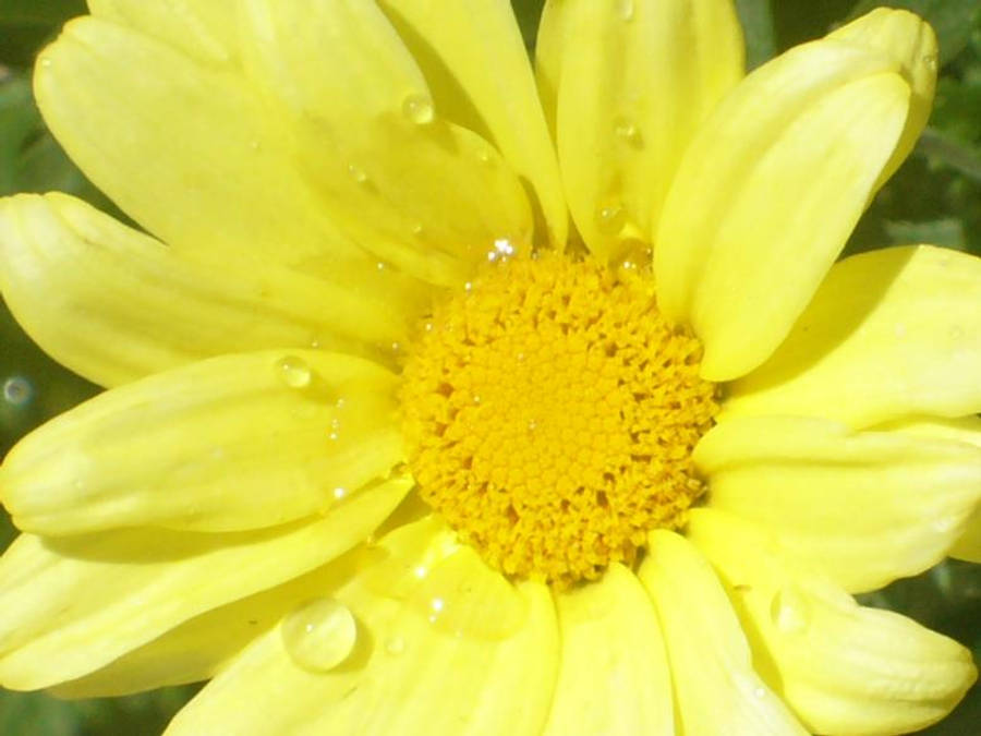 Droplets 桌布 壁紙 — 鮮黃色雛菊的特寫，在明亮的陽光下花瓣上的露珠閃閃發光。