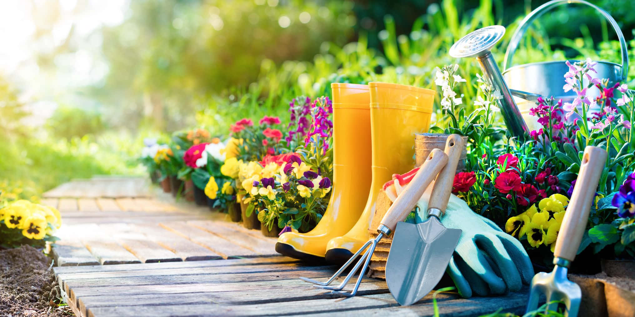 Gardening 桌布 壁紙 — 鮮黃色雨靴和園藝工具放在陽光花園中色彩繽紛的花盆旁邊的木質小徑上。