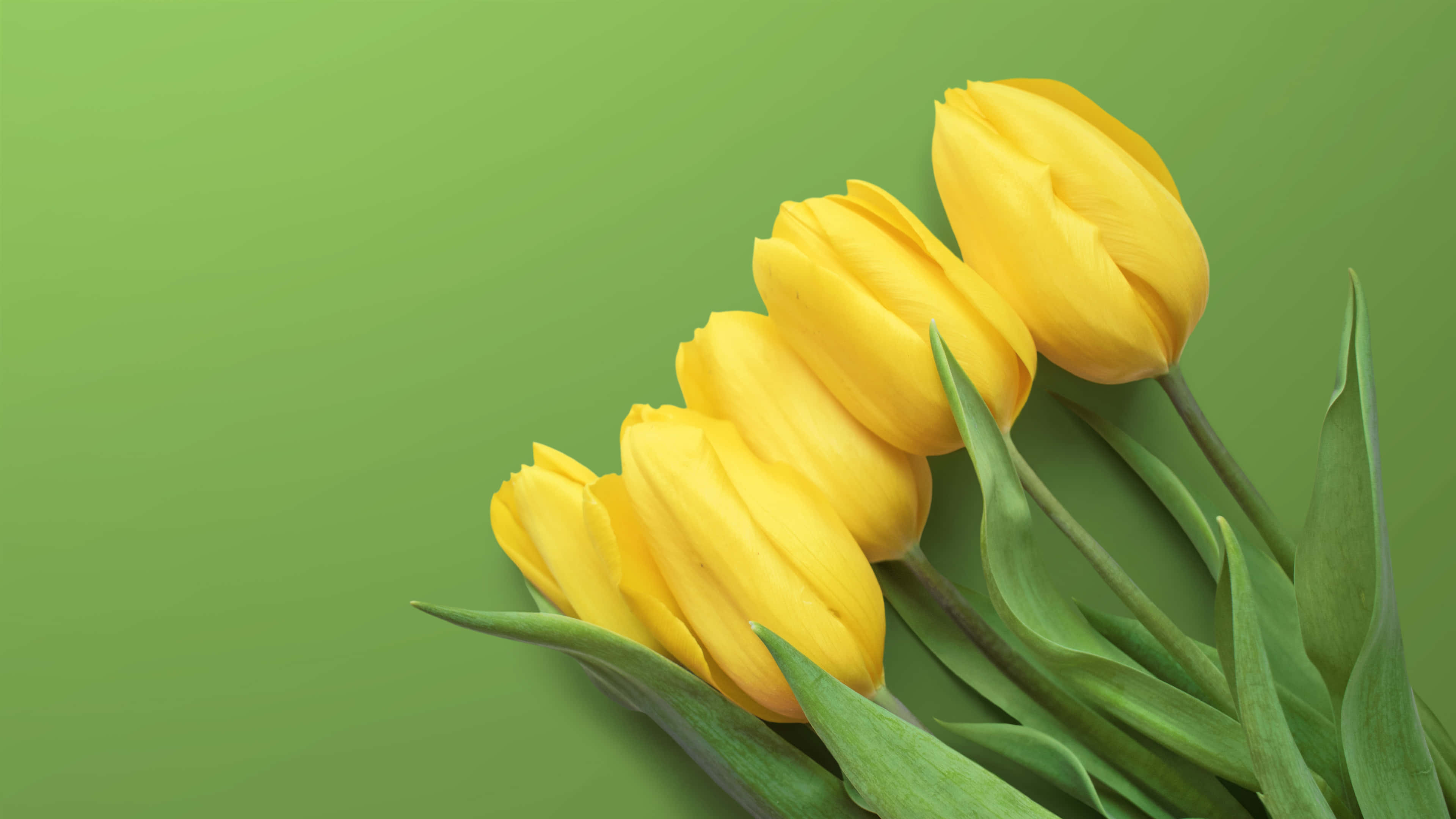 Yellow Tulips 桌布 壁紙 — 鮮黃色鬱金香，帶有綠色莖葉，以對角線方式排列在純綠色背景上。