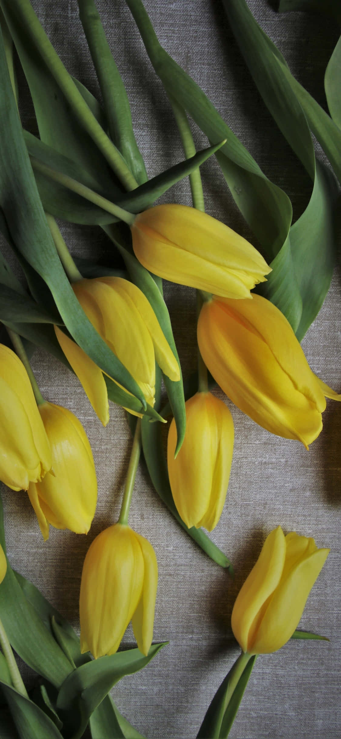 Yellow Tulips 桌布 壁紙 — 鮮黃色鬱金香搭配綠色莖幹，隨意地放置在帶有紋理的灰色布料表面上。