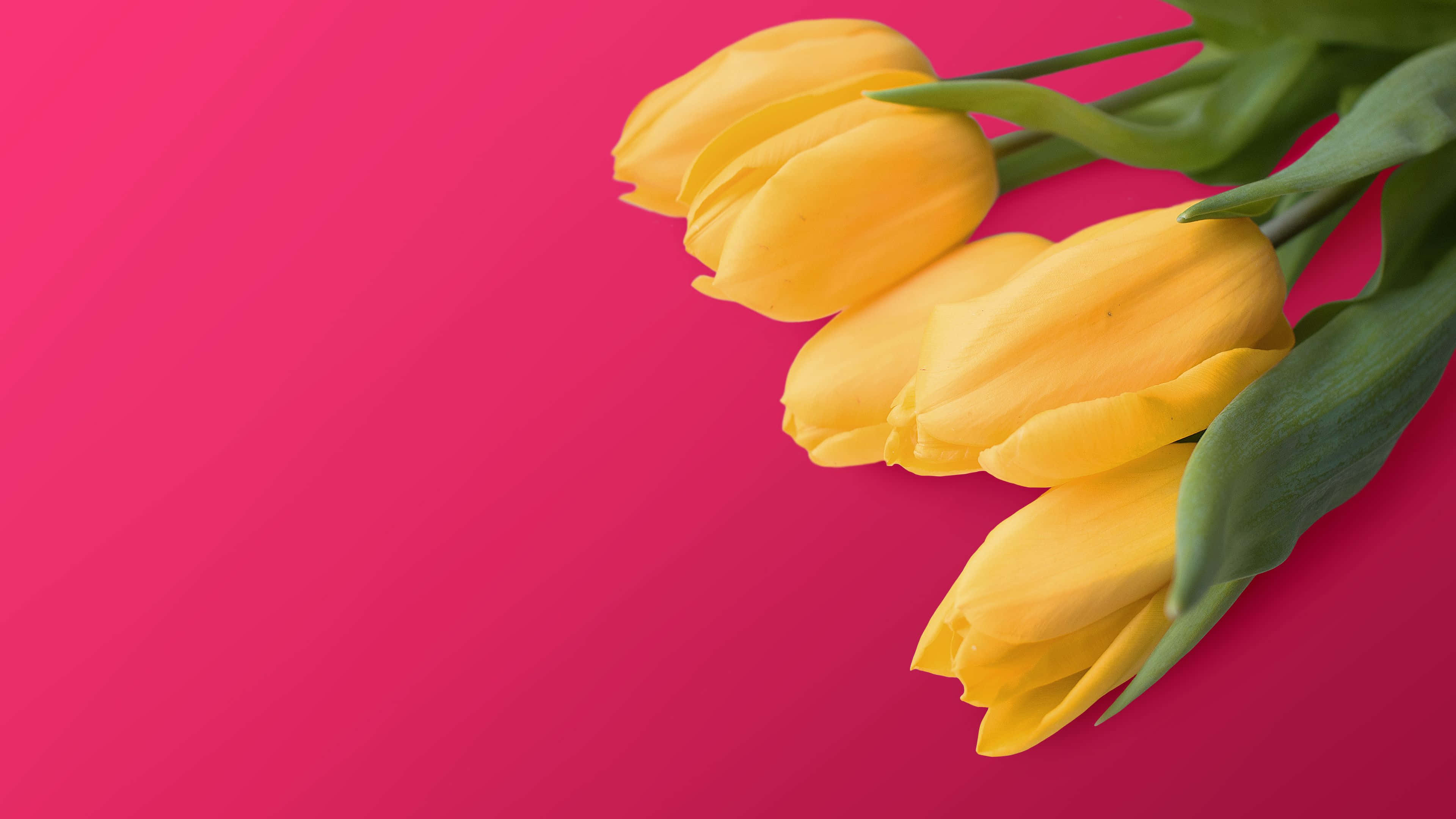 Yellow Tulips 桌布 壁紙 — 鮮黃色鬱金香配以綠色莖幹，在鮮豔的粉紅色漸變背景上優雅彎曲。