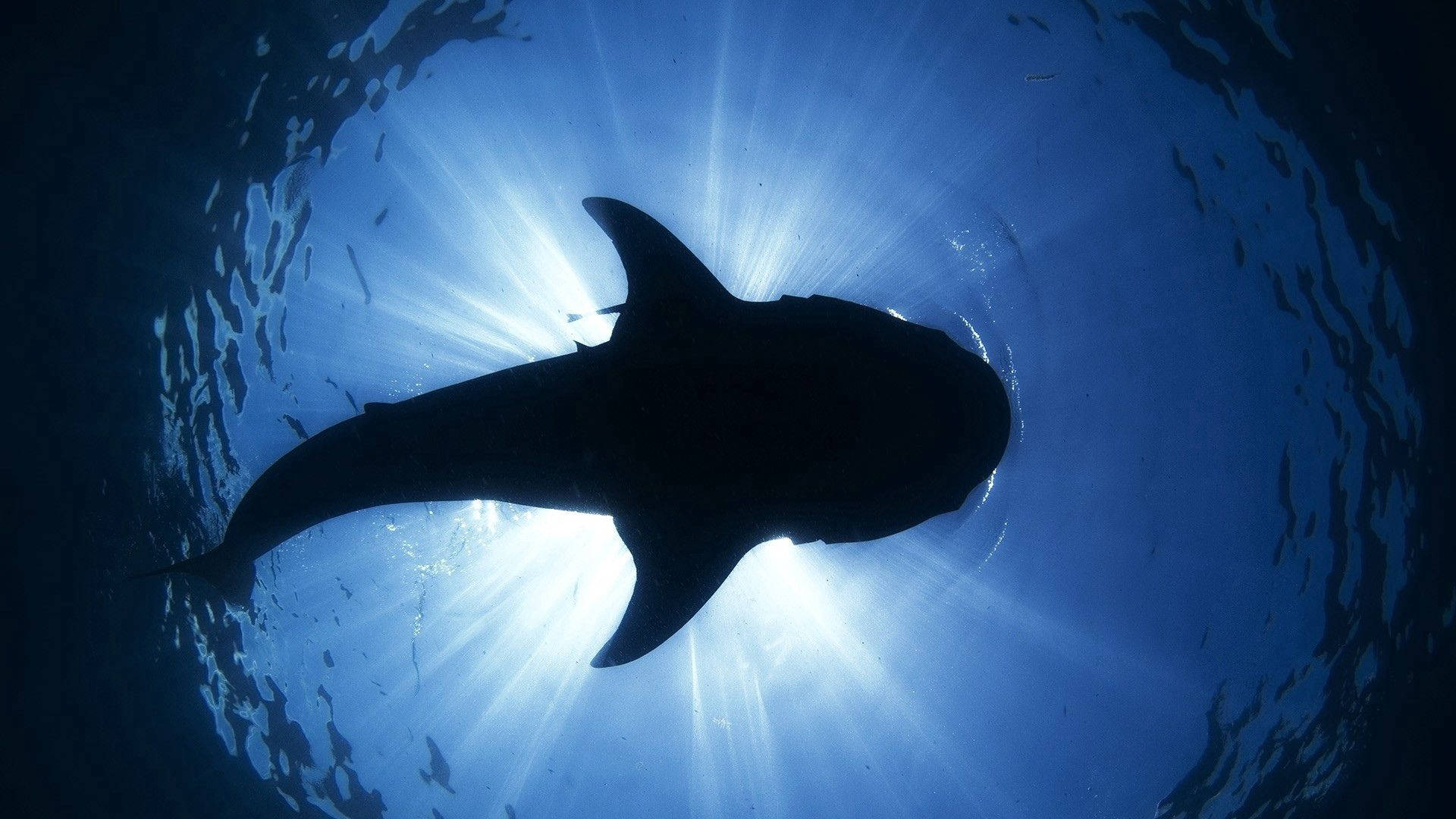 海豚 桌布 壁紙 — 鯊魚剪影在海面下滑行，陽光從上方照射下來。