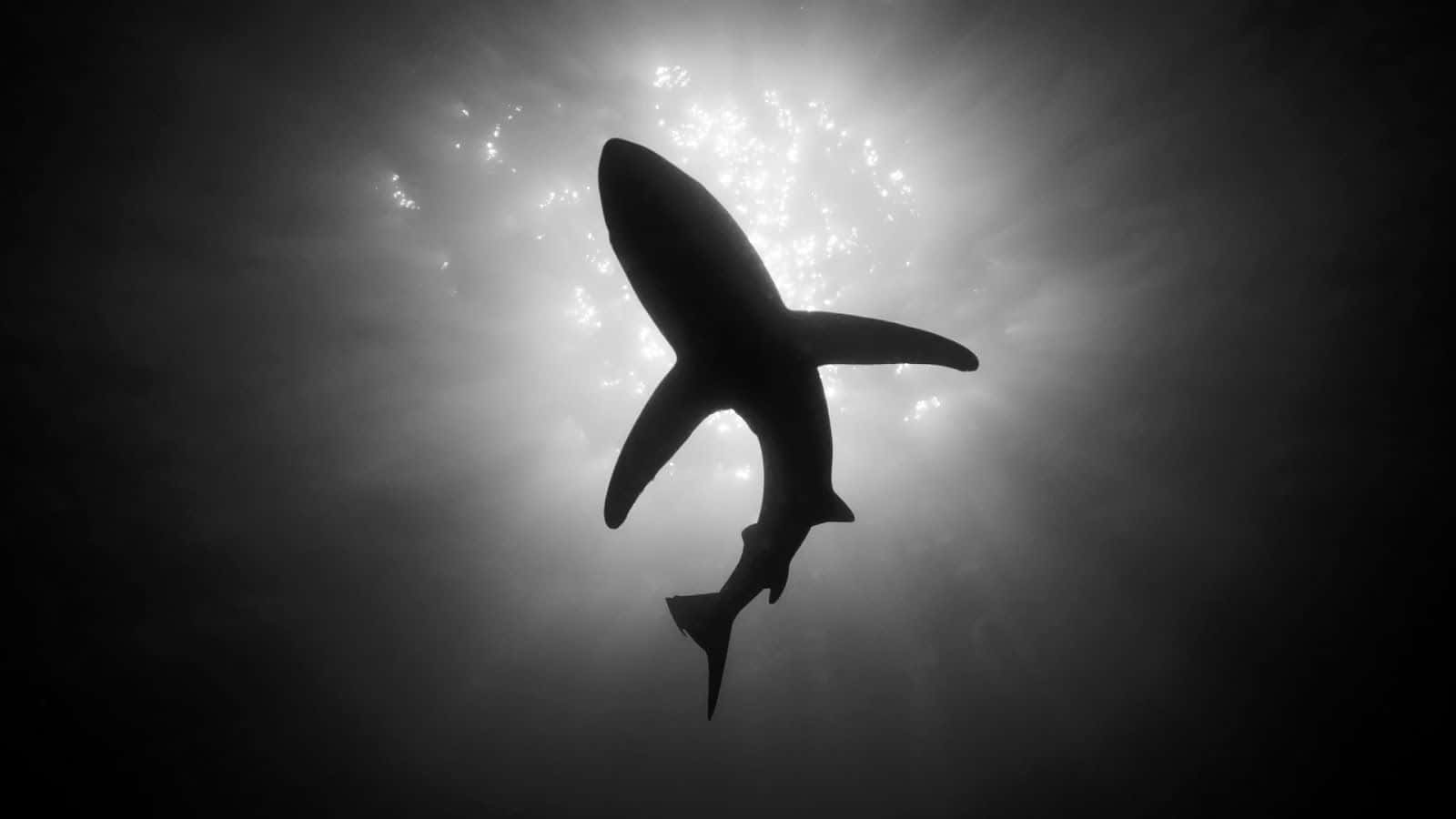 Black And White Animal 桌布 壁紙 — 鯊魚的剪影在陽光照射的水中優雅地滑行，光粒子以單色圍繞它旋轉。