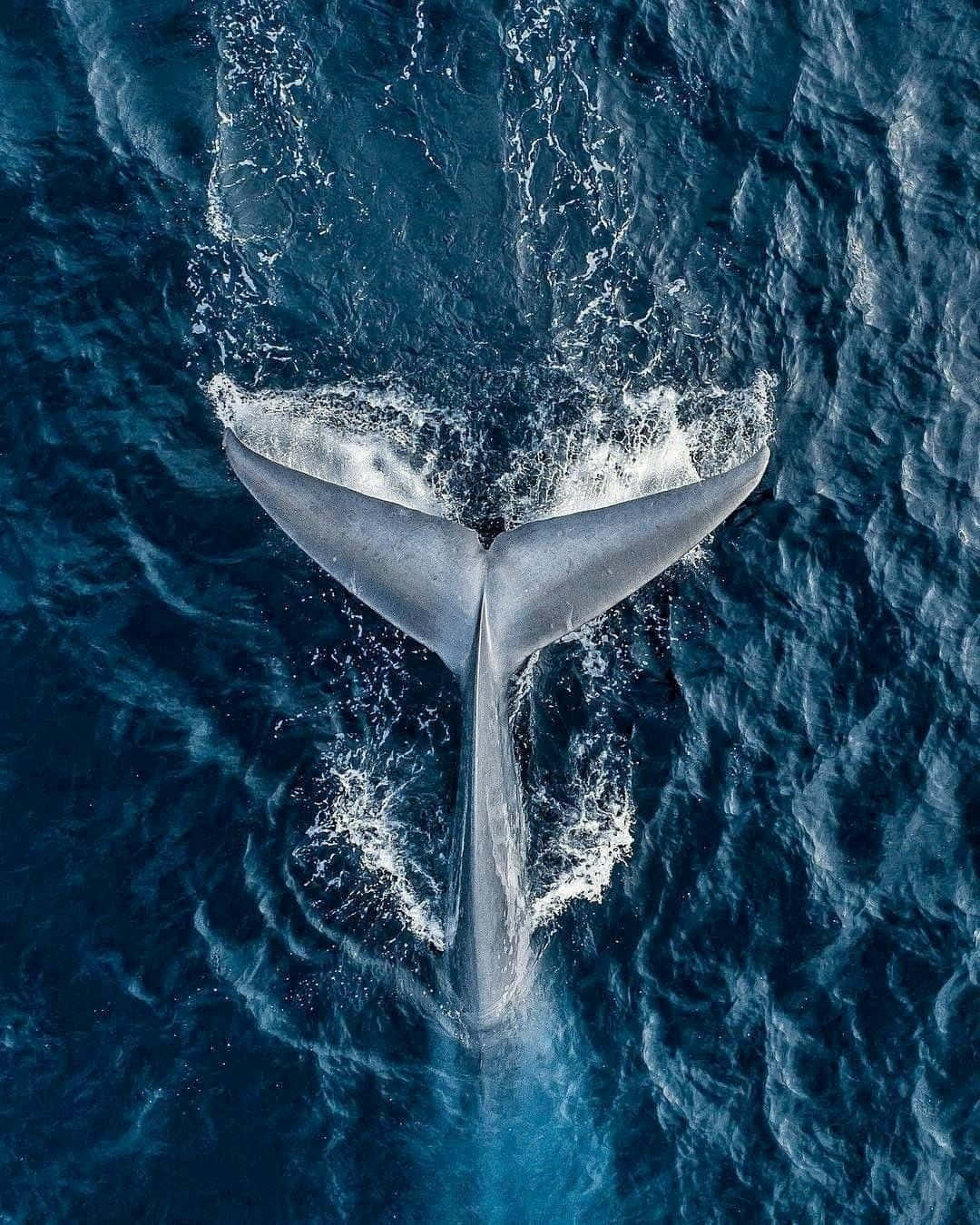 blue whale 桌布 壁紙 — 鯨魚尾巴拍打深藍色海面，激起戲劇性水花的空拍視角。