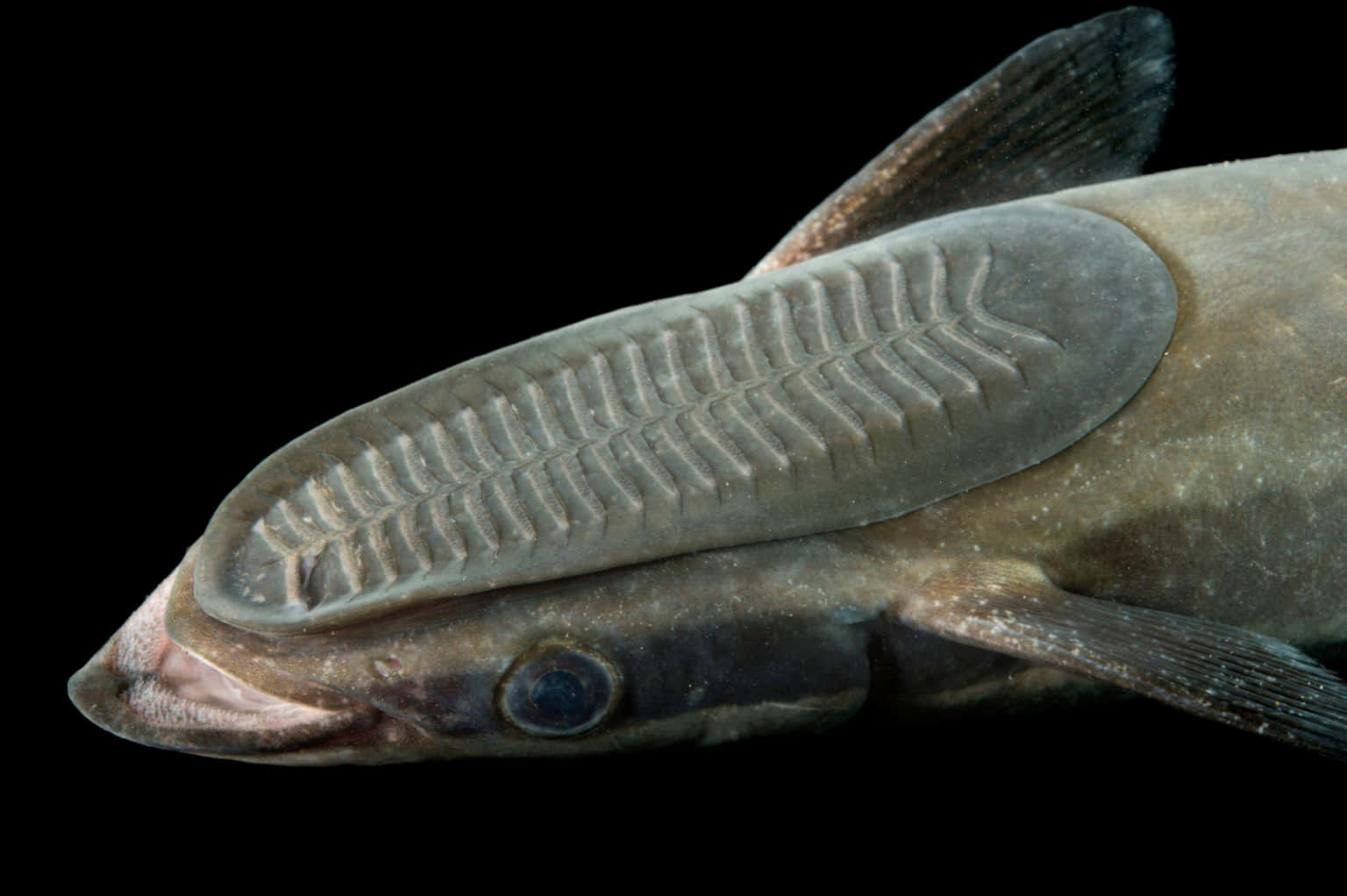 Remora 桌布 壁紙 — 鯰魚特寫，頭部有獨特的肉質棱紋皮瓣，背景為黑色。