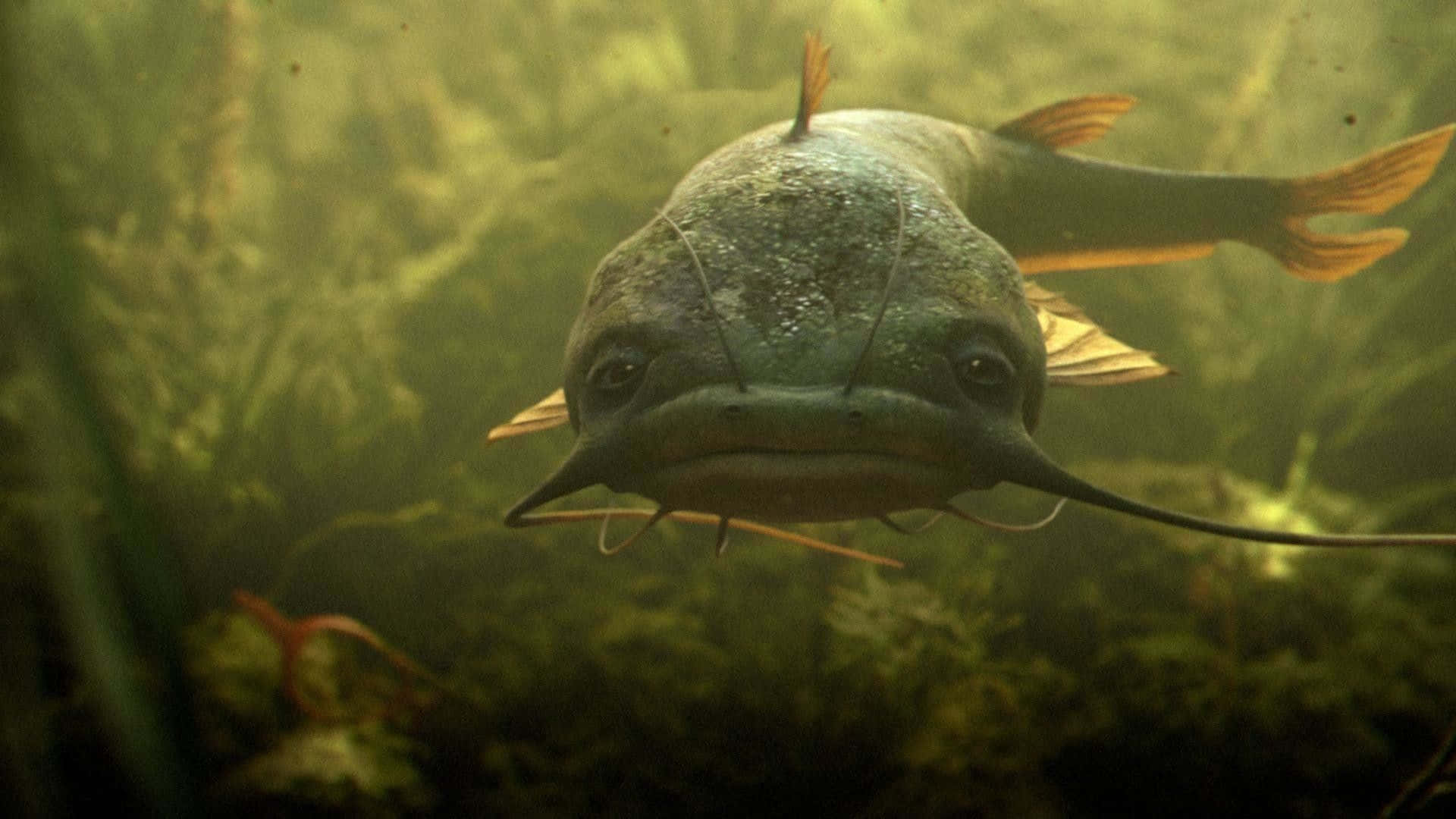 魚 桌布 壁紙 — 鯰魚穿過混濁的綠色水域，游向鏡頭的特寫，水中帶有水生植物。