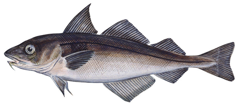 Haddock 桌布 壁紙 — 鱈魚的詳細插圖，背部深色，腹部較淺，顯示細鱗和魚鰭。