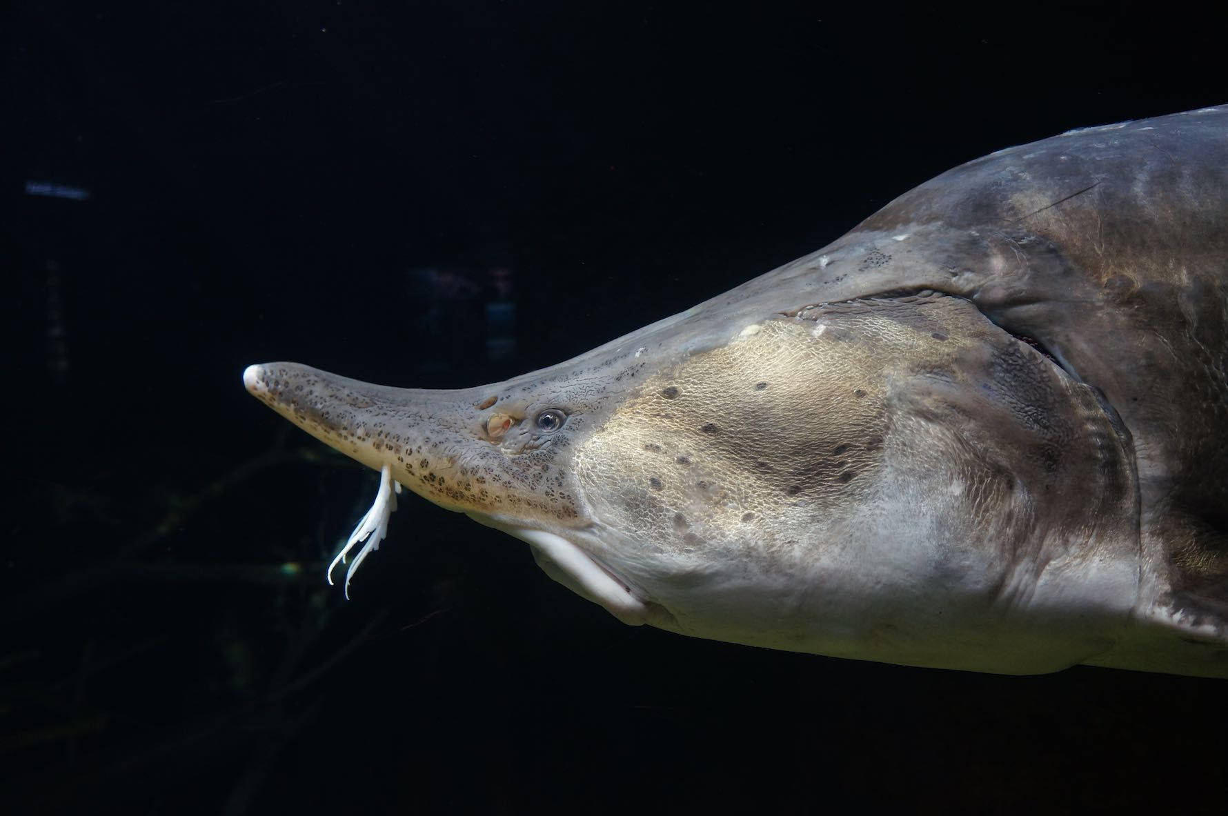 魚 桌布 壁紙 — 鱘魚在黑暗水中滑行的特寫，其長吻和觸鬚在黑色背景下被照亮。