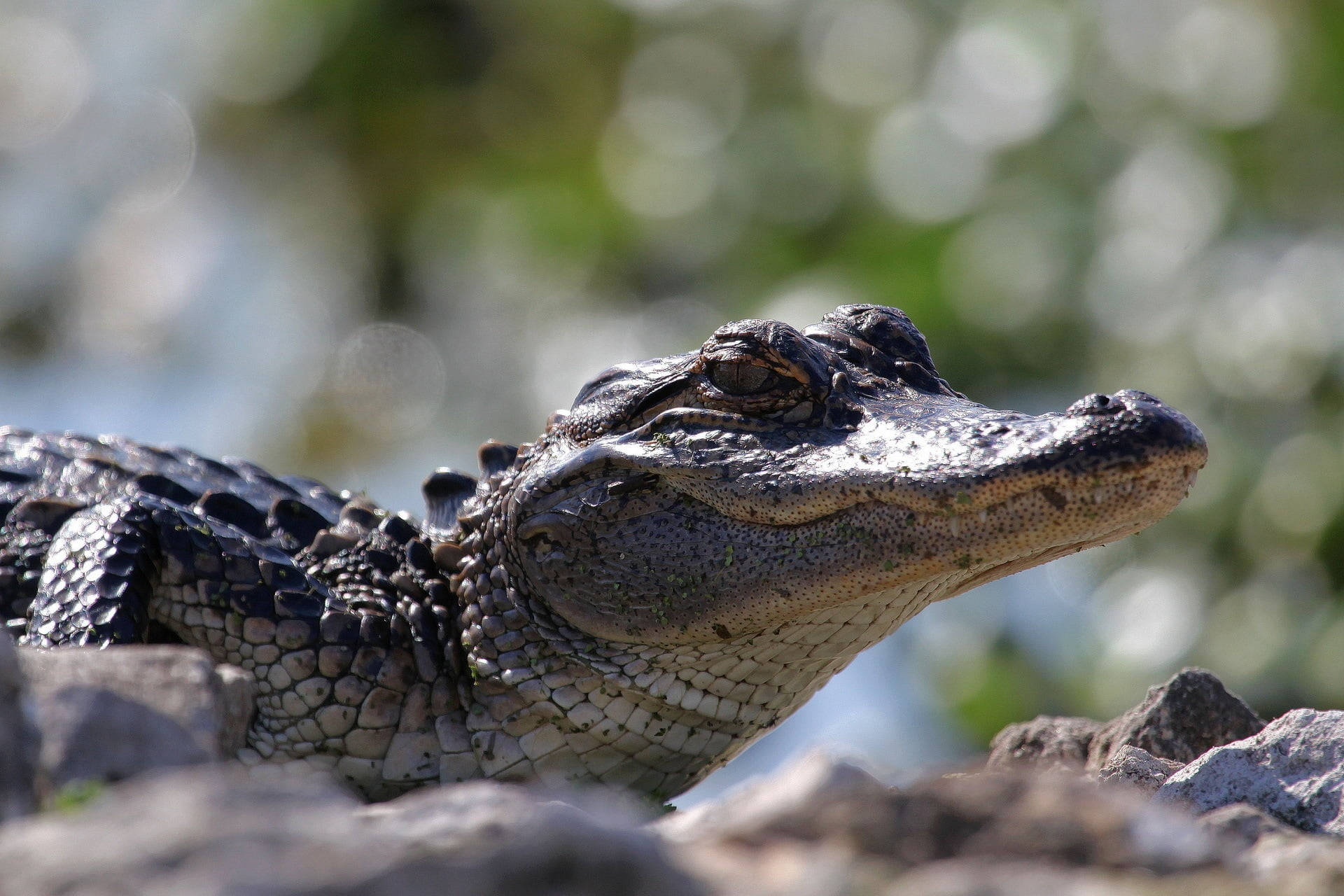 Alligator 桌布 壁紙 — 鱷魚在岩石上休息的特寫，背景是模糊的綠色。