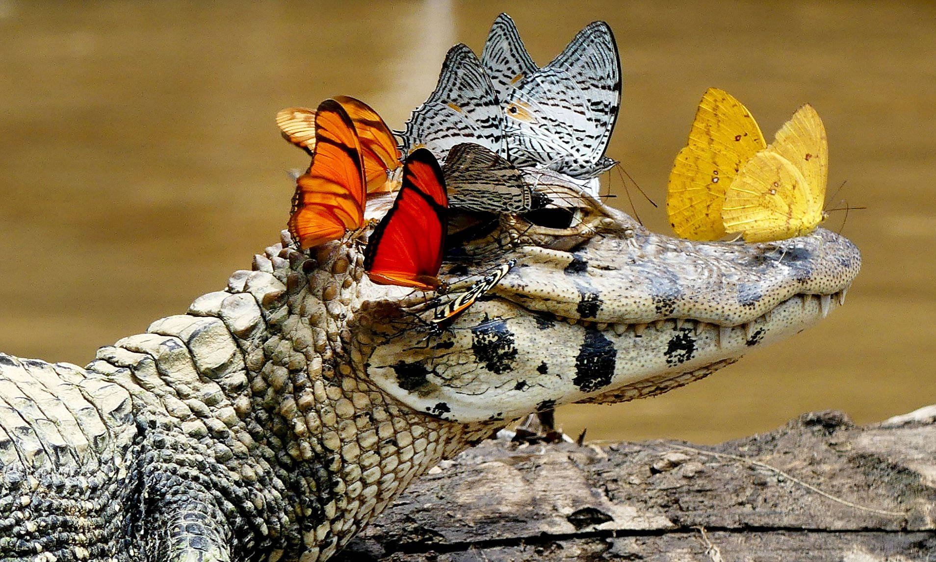 Alligator 桌布 壁紙 — 鱷魚在木頭上休息的特寫，鮮豔的蝴蝶停在牠的鼻子和背上。