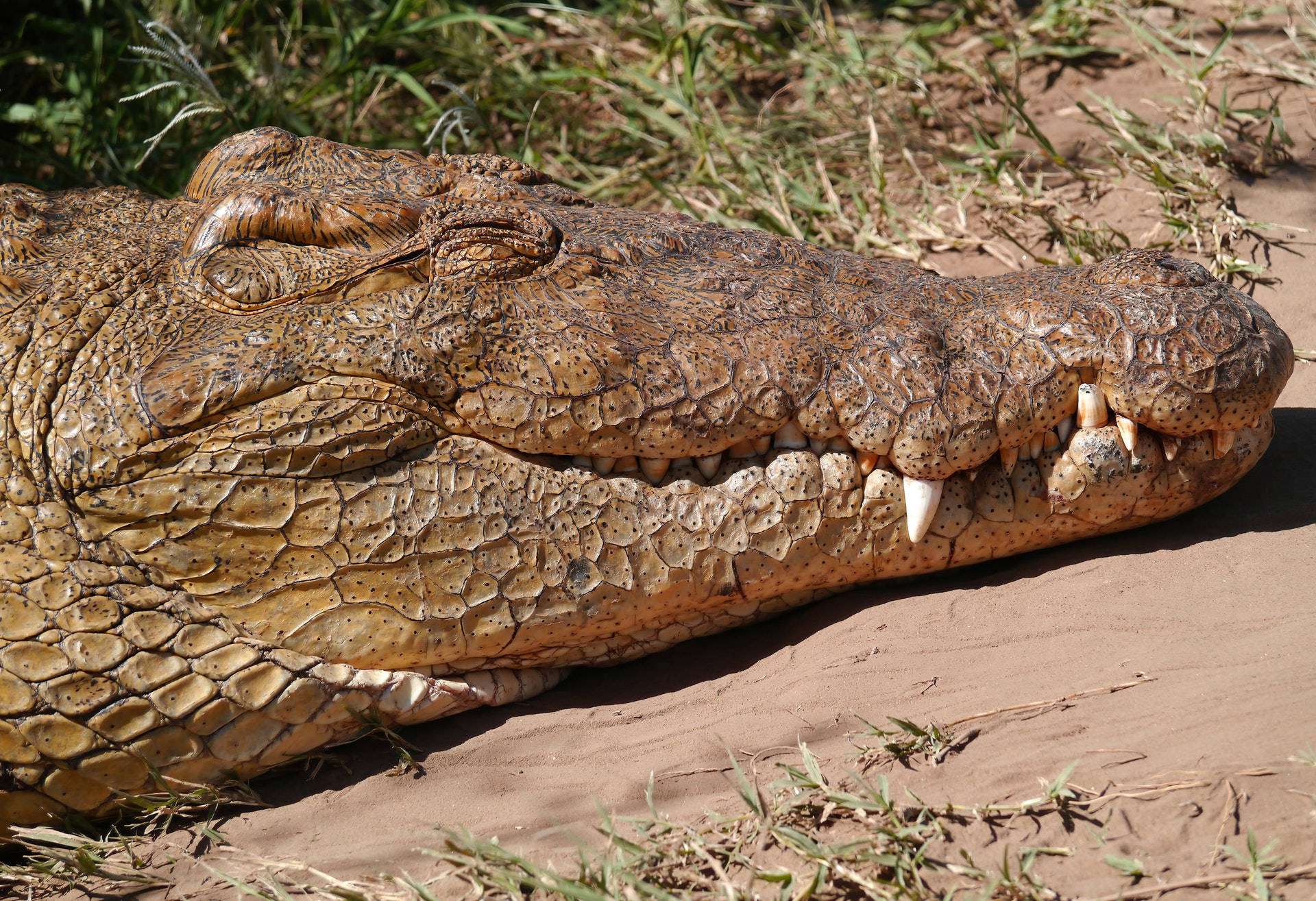 Alligator 桌布 壁紙 — 鱷魚在沙地上休息，附近有草叢，在明亮陽光下的特寫。