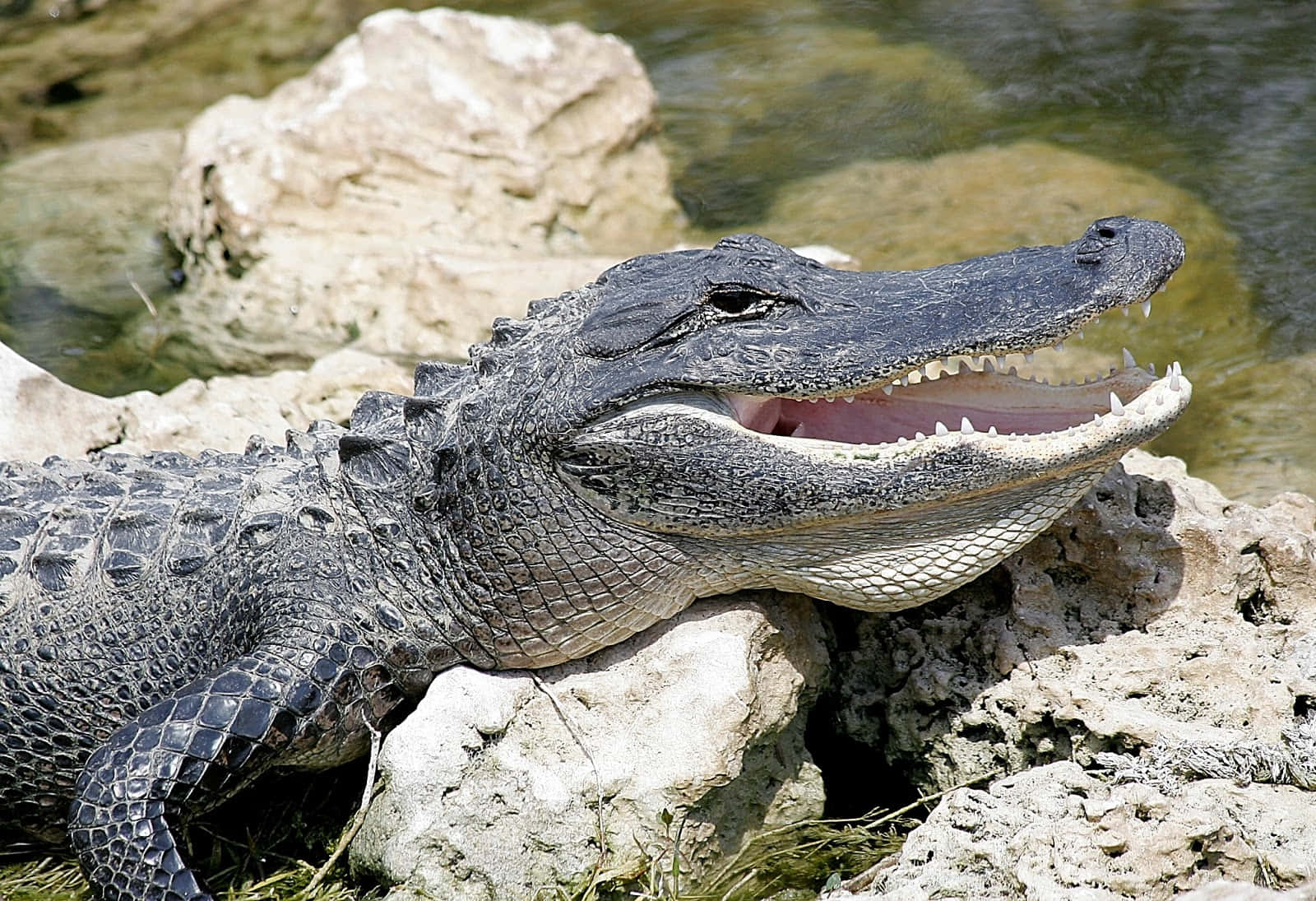 Alligator 桌布 壁紙 — 鱷魚在陽光普照的岩石上休息，張開嘴巴，露出鋒利的牙齒和粉紅色牙齦的特寫。