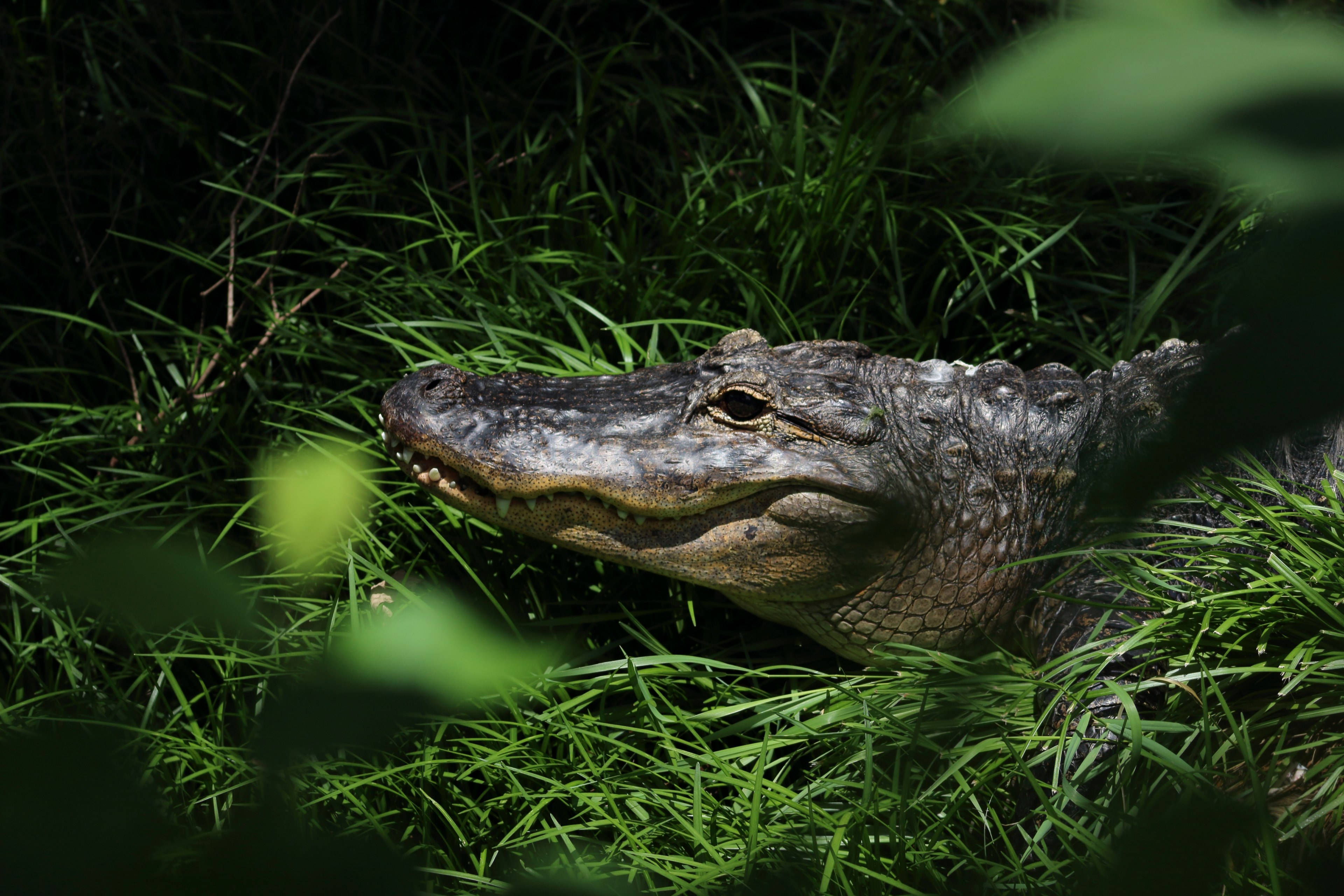 Alligator 桌布 壁紙 — 鱷魚在鮮綠色草地上休息的特寫，陽光突出其紋理鱗片。