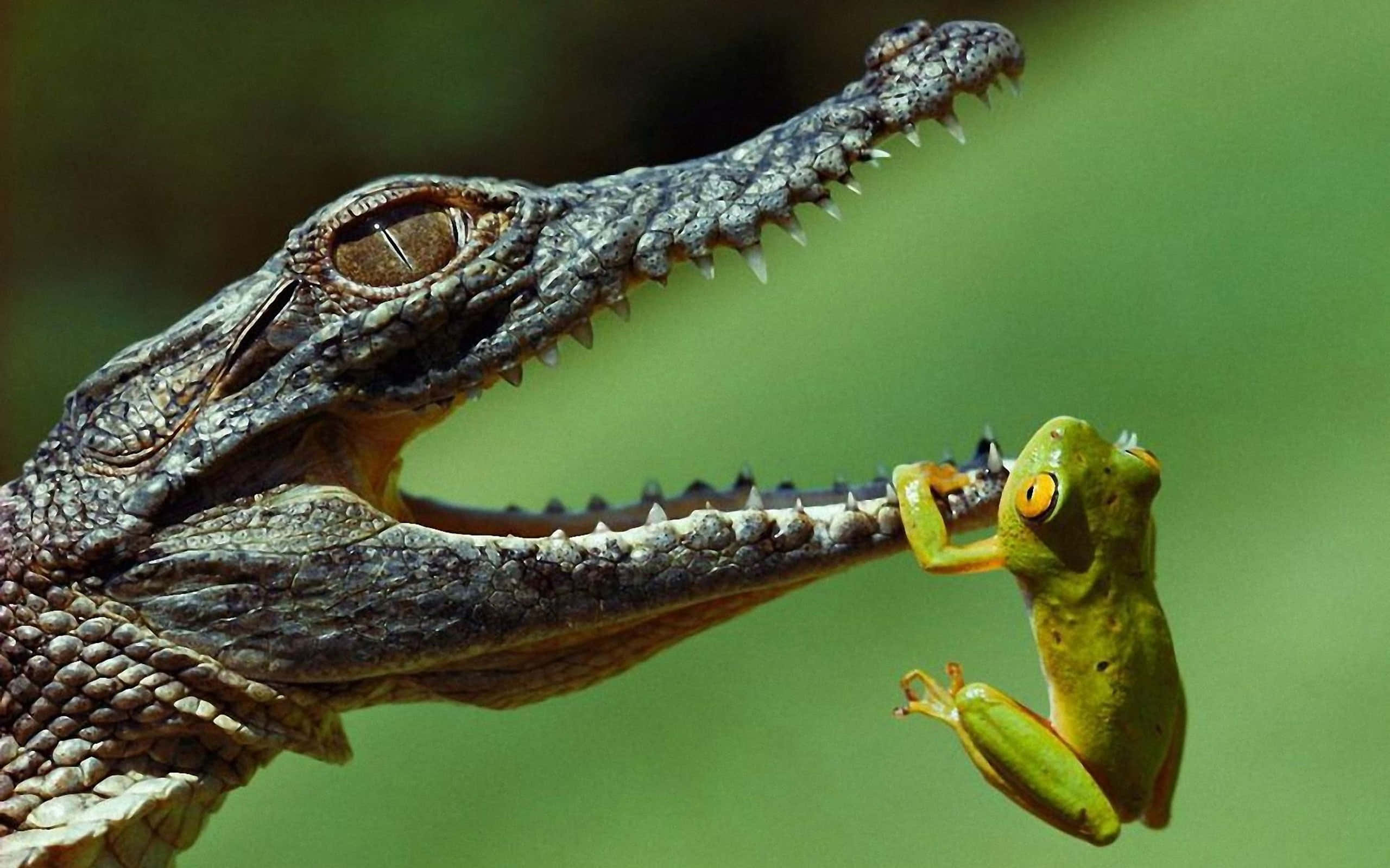 Alligator 桌布 壁紙 — 鱷魚張開嘴咬住一隻亮綠色青蛙腳趾的特寫照片。