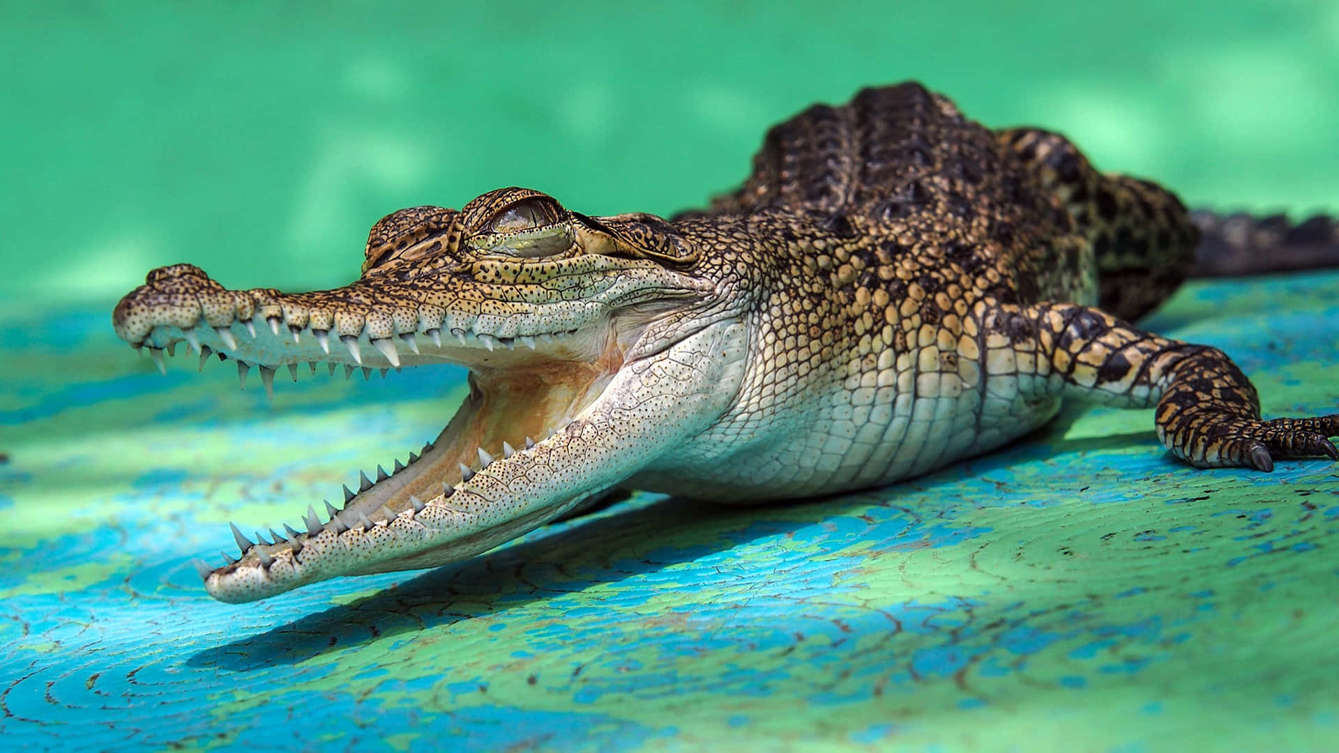 reptile 桌布 壁紙 — 鱷魚張開嘴巴，躺在充滿活力的藍綠色表面上的特寫。