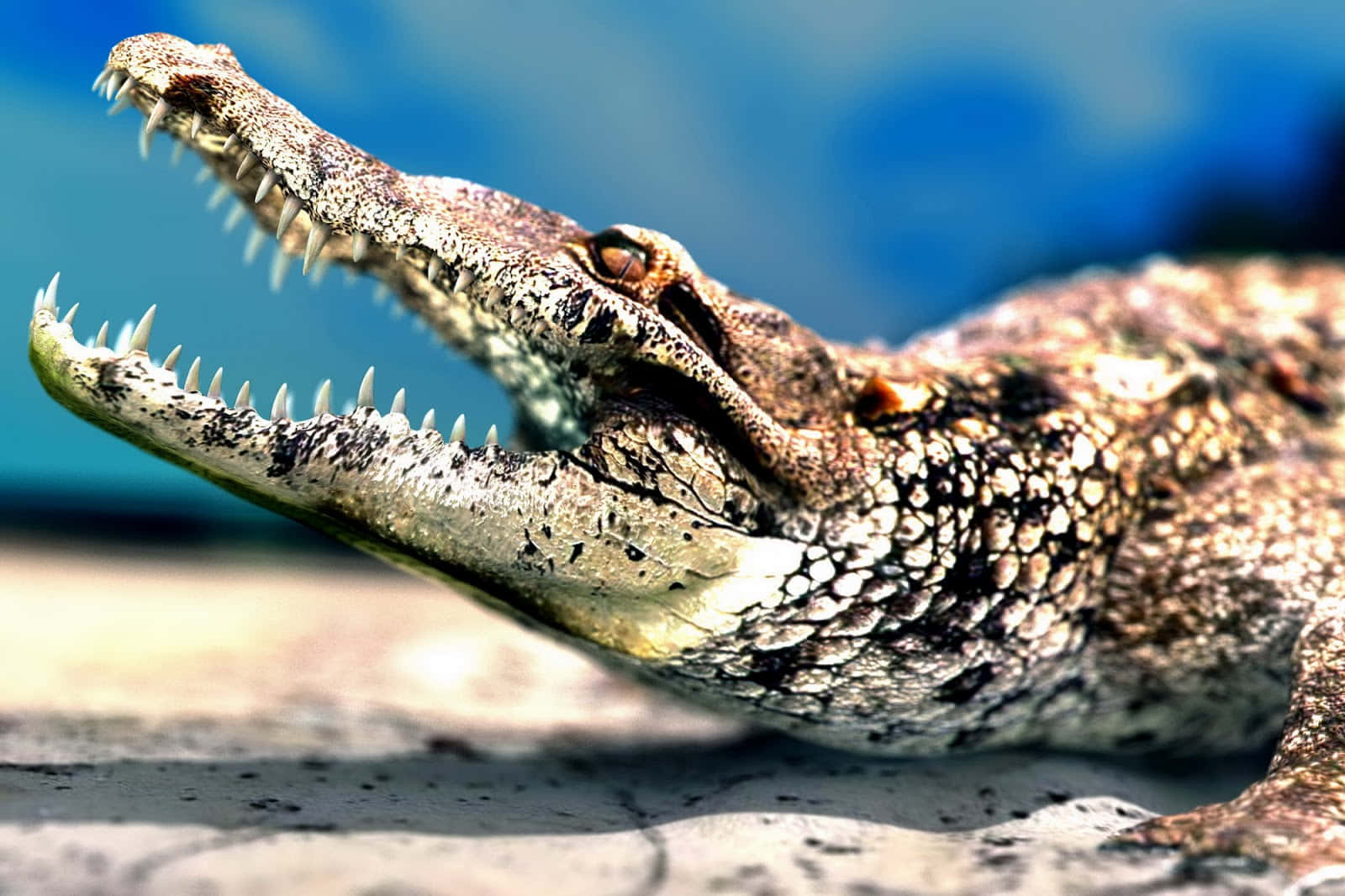 Alligator 桌布 壁紙 — 鱷魚張開嘴巴的特寫，露出鋒利的牙齒，背景是模糊的藍色。