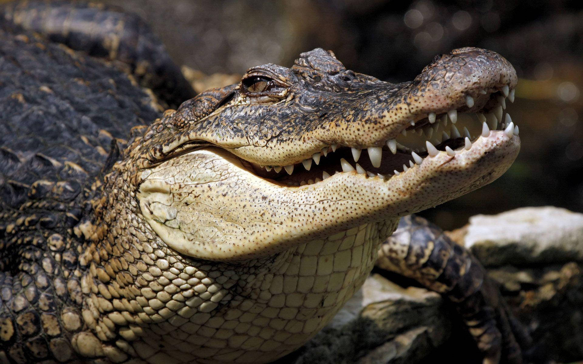 Alligator 桌布 壁紙 — 鱷魚張開嘴巴的特寫，露出鋒利的牙齒和帶有紋理的鱗片。