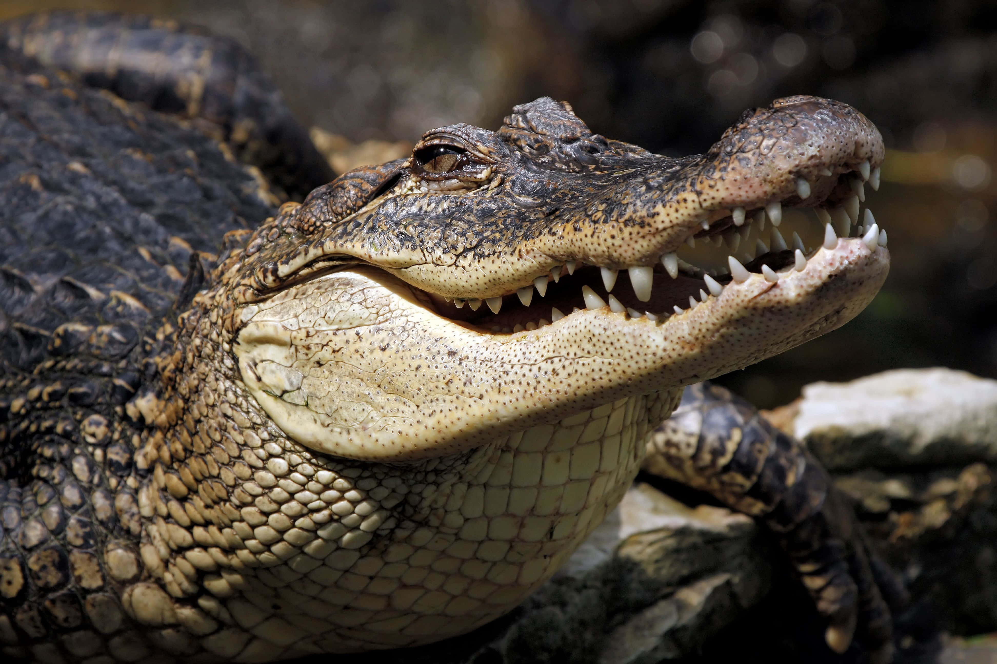reptile 桌布 壁紙 — 鱷魚張開嘴巴露出鋒利牙齒，躺在岩石上的特寫照片。