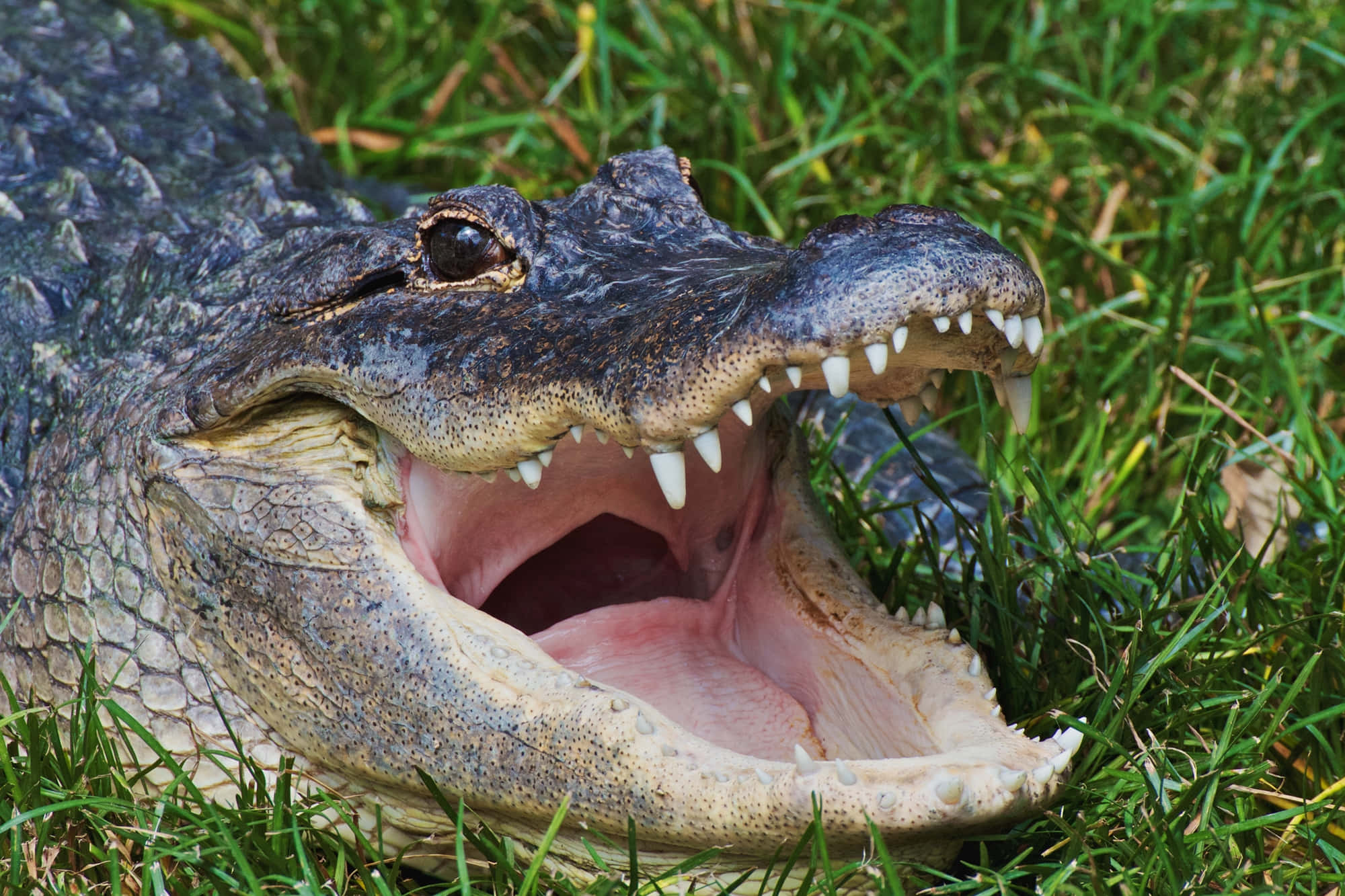 Alligator 桌布 壁紙 — 鱷魚張開大嘴露出尖銳牙齒和粉紅色牙齦的特寫，躺在充滿活力的綠草中。