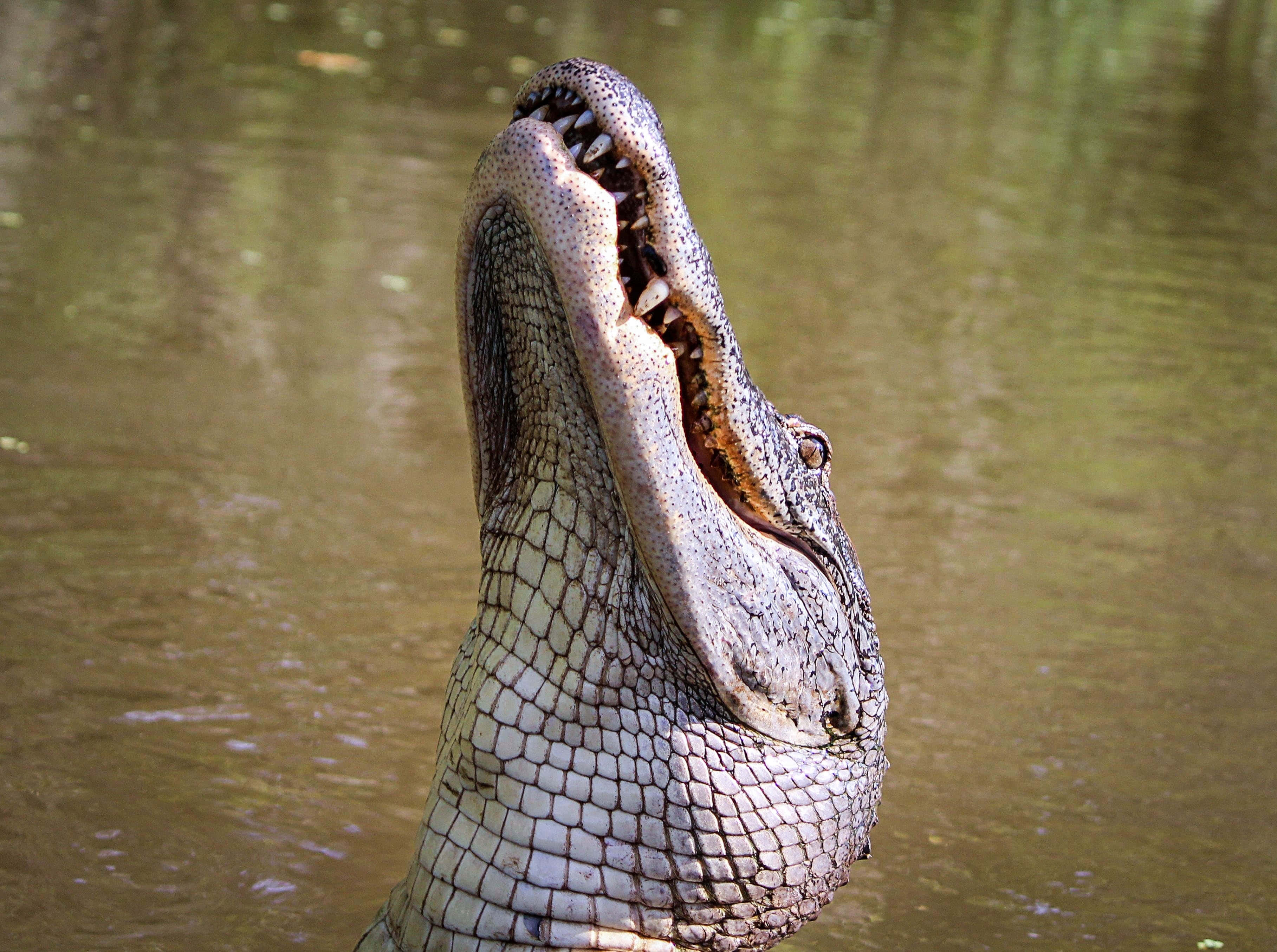 Alligator 桌布 壁紙 — 鱷魚張開大嘴露出鋒利牙齒從渾濁綠色水中浮現的特寫。