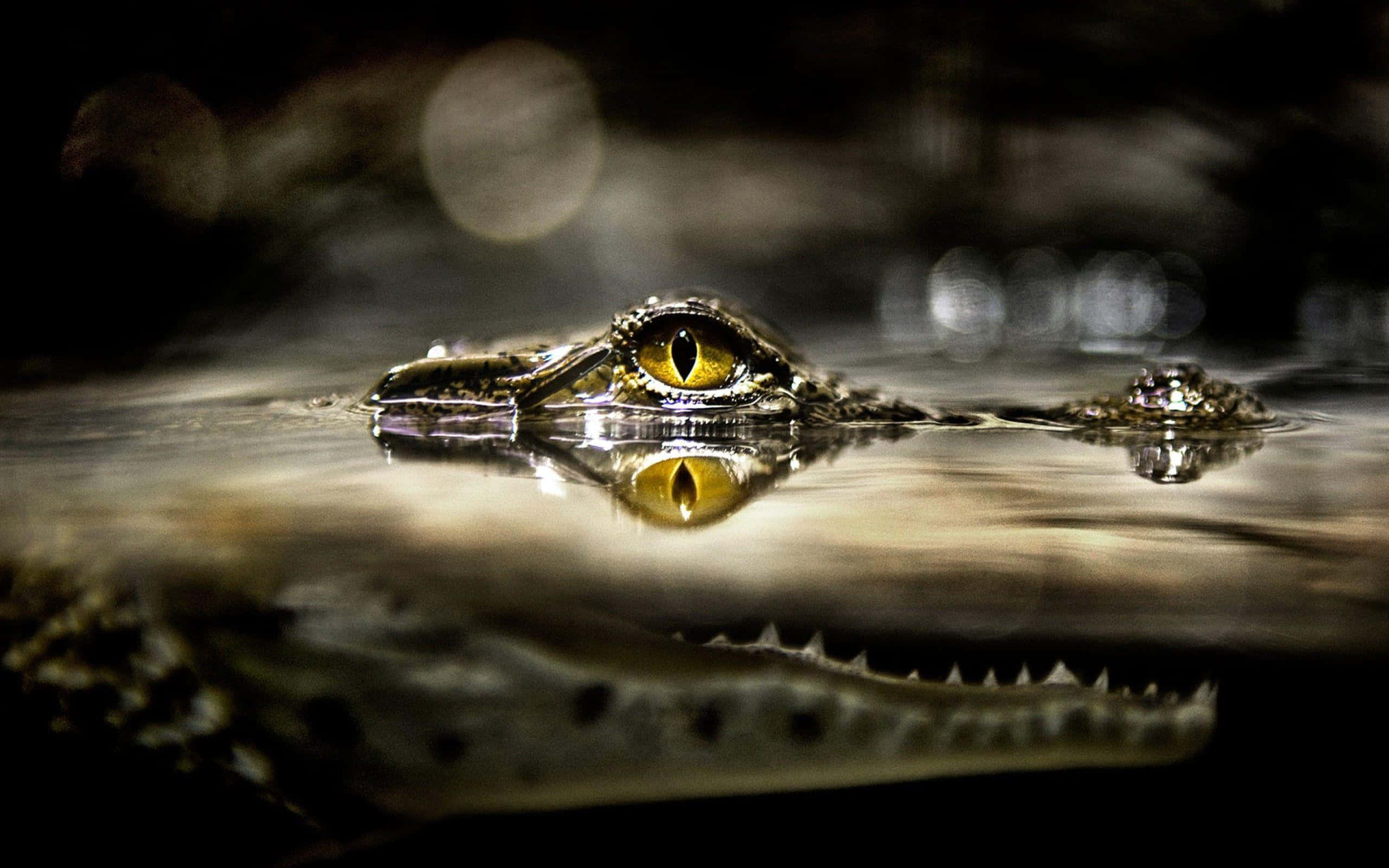 Alligator 桌布 壁紙 — 鱷魚強烈的黃色眼睛和口鼻部從黑暗的水中浮現的特寫，帶有清晰的倒影。