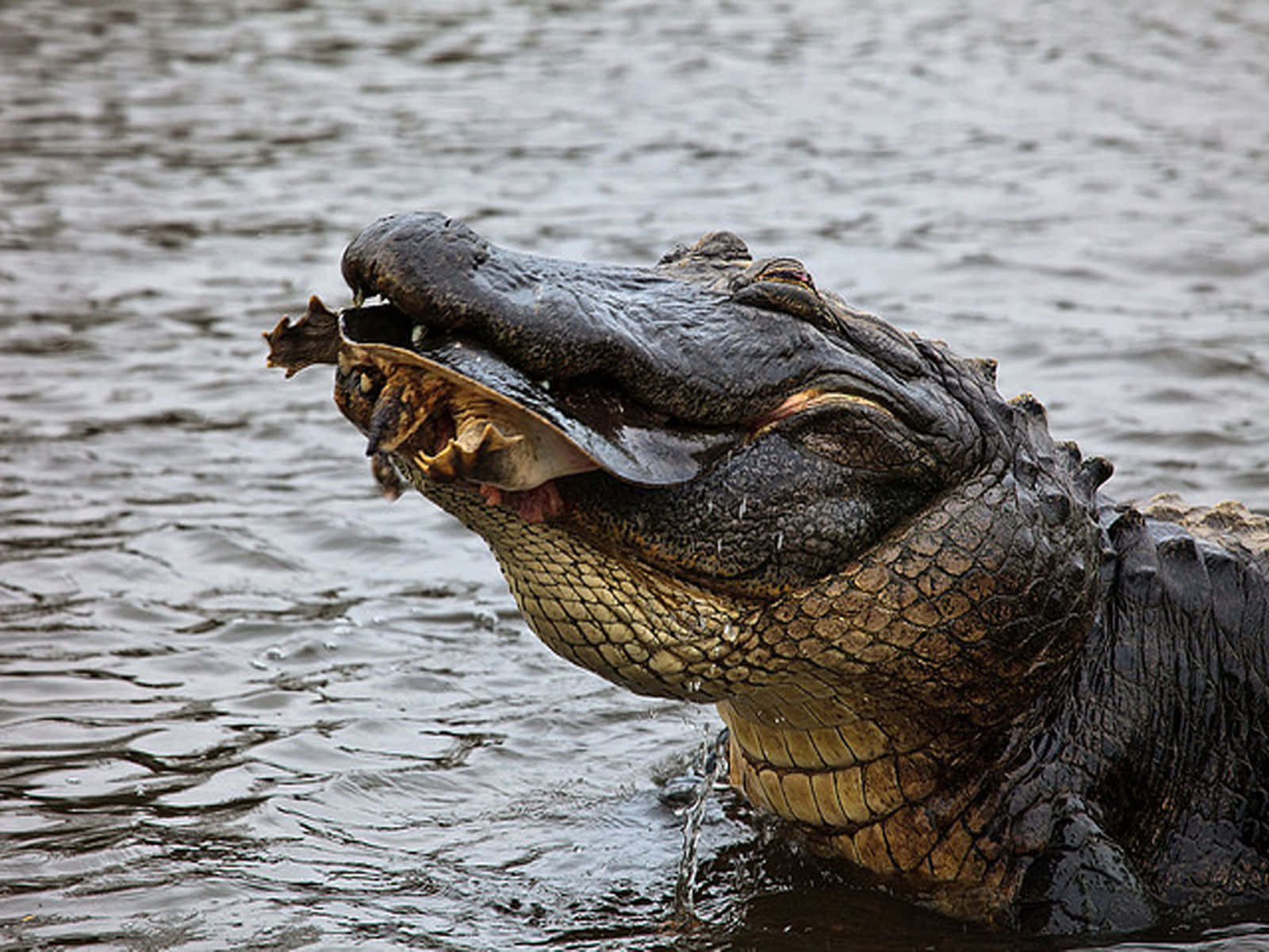 Alligator 桌布 壁紙 — 鱷魚從渾水中浮出，張開大嘴露出鋒利牙齒和一條魚的特寫照片。