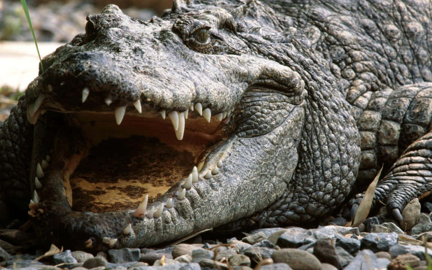Alligator 桌布 壁紙 — 鱷魚的特寫照片，牠張開大嘴露出尖銳的牙齒和粗糙的灰色皮膚，站在岩石地上。