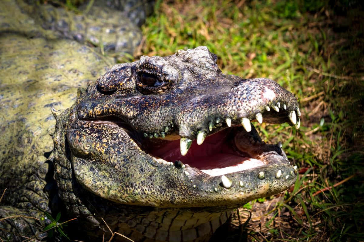 Alligator 桌布 壁紙 — 鱷魚的近距離特寫，張開嘴巴露出鋒利的牙齒和粉紅色牙齦，躺在草地上。