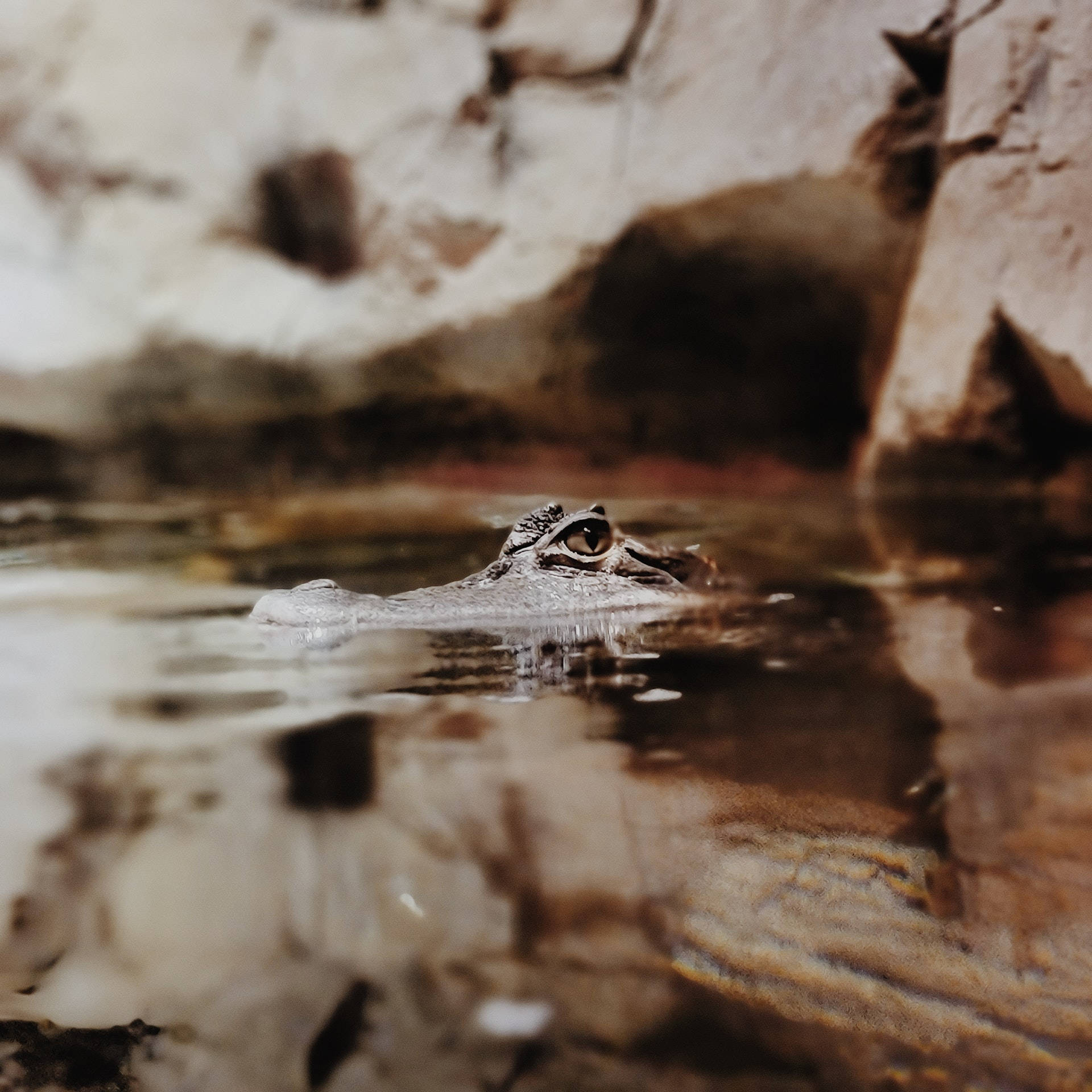 Alligator 桌布 壁紙 — 鱷魚眼睛和鼻子在岩石岸邊混濁水面上窺視的特寫。
